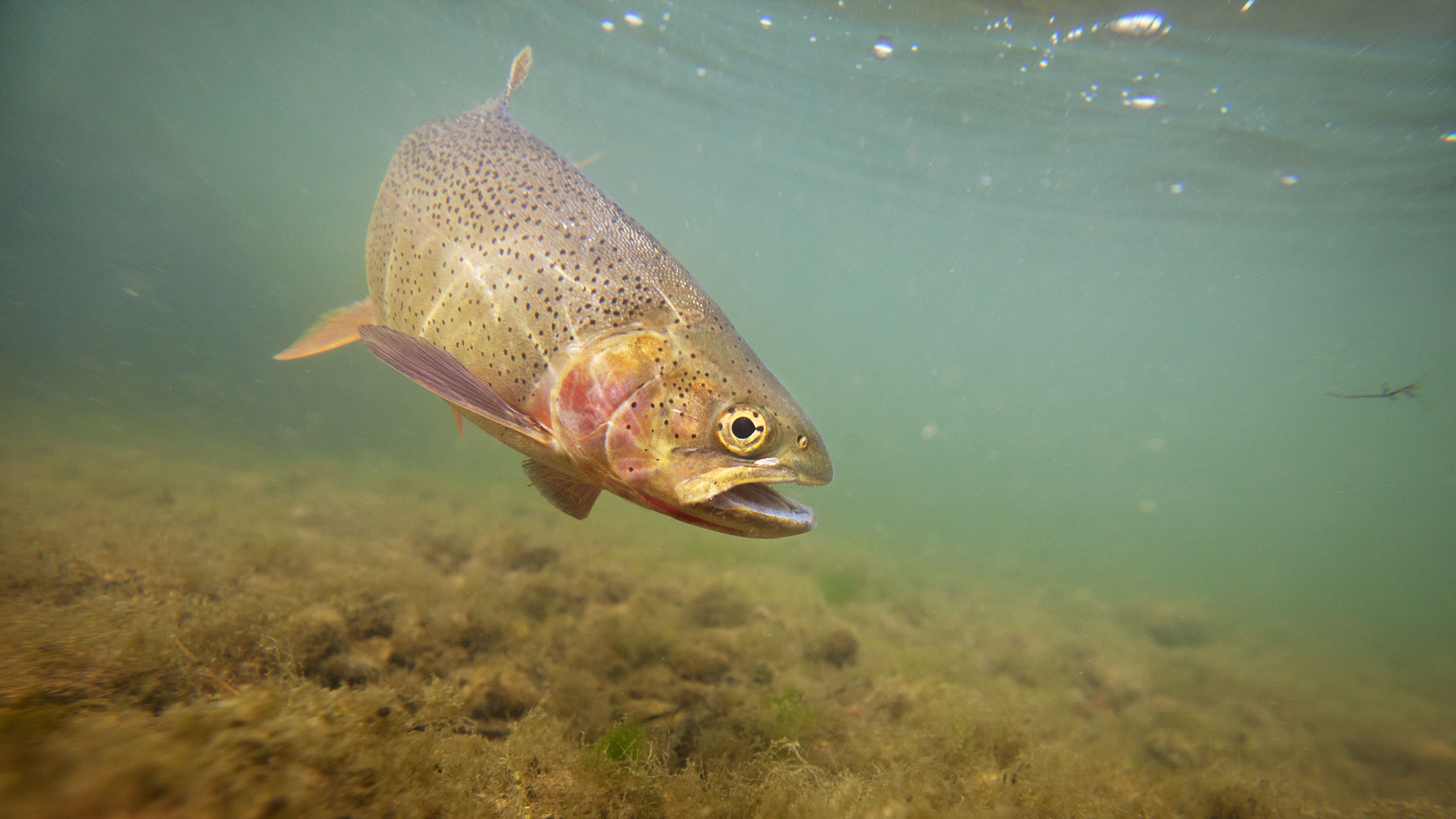 How Does Utah Keep Its Mountain Lakes Stocked With Fish By Blasting Them From A Plane Mental Floss