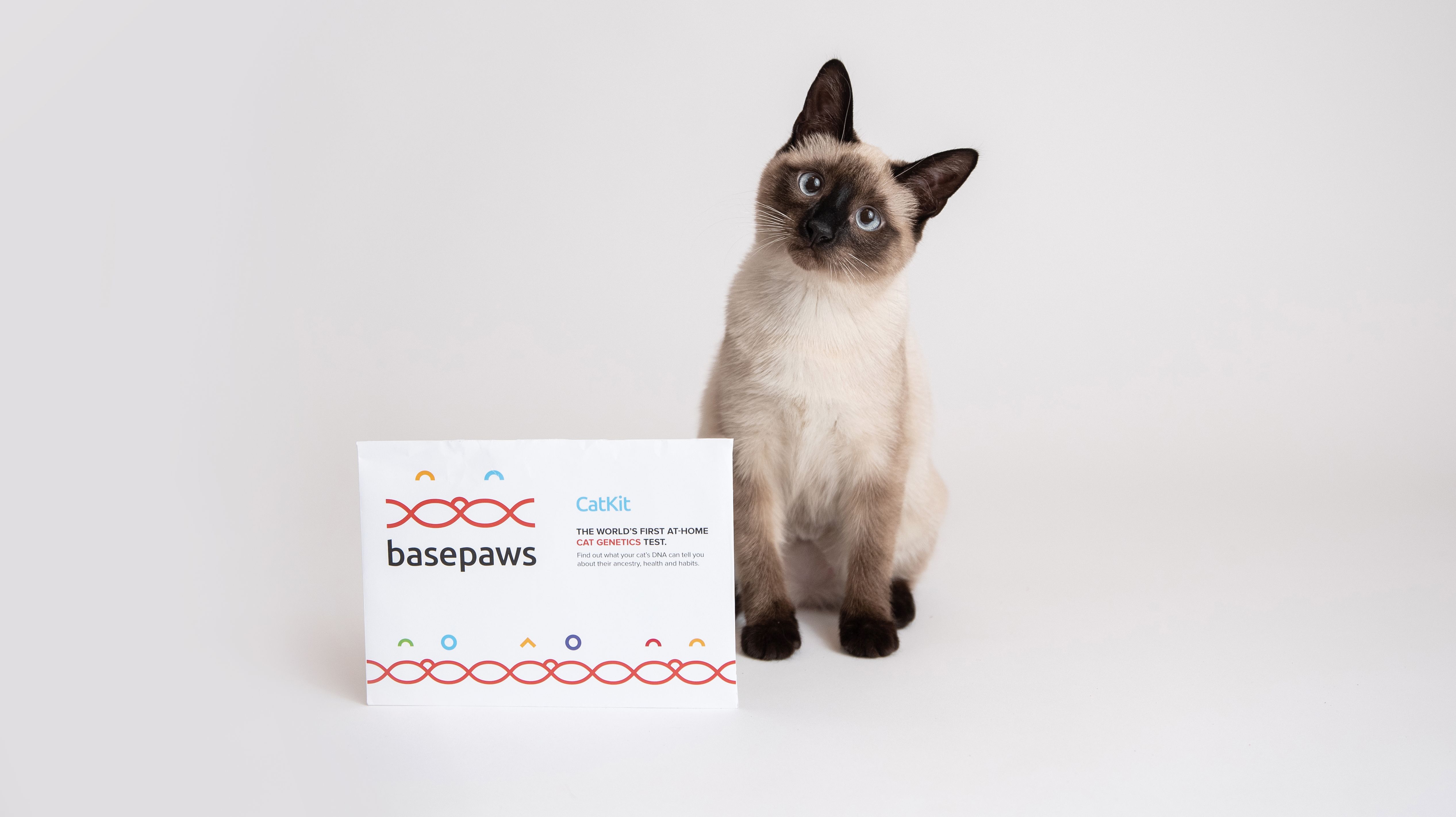 A New Dna Test Will Break Down Your Cat S Breed Mental Floss