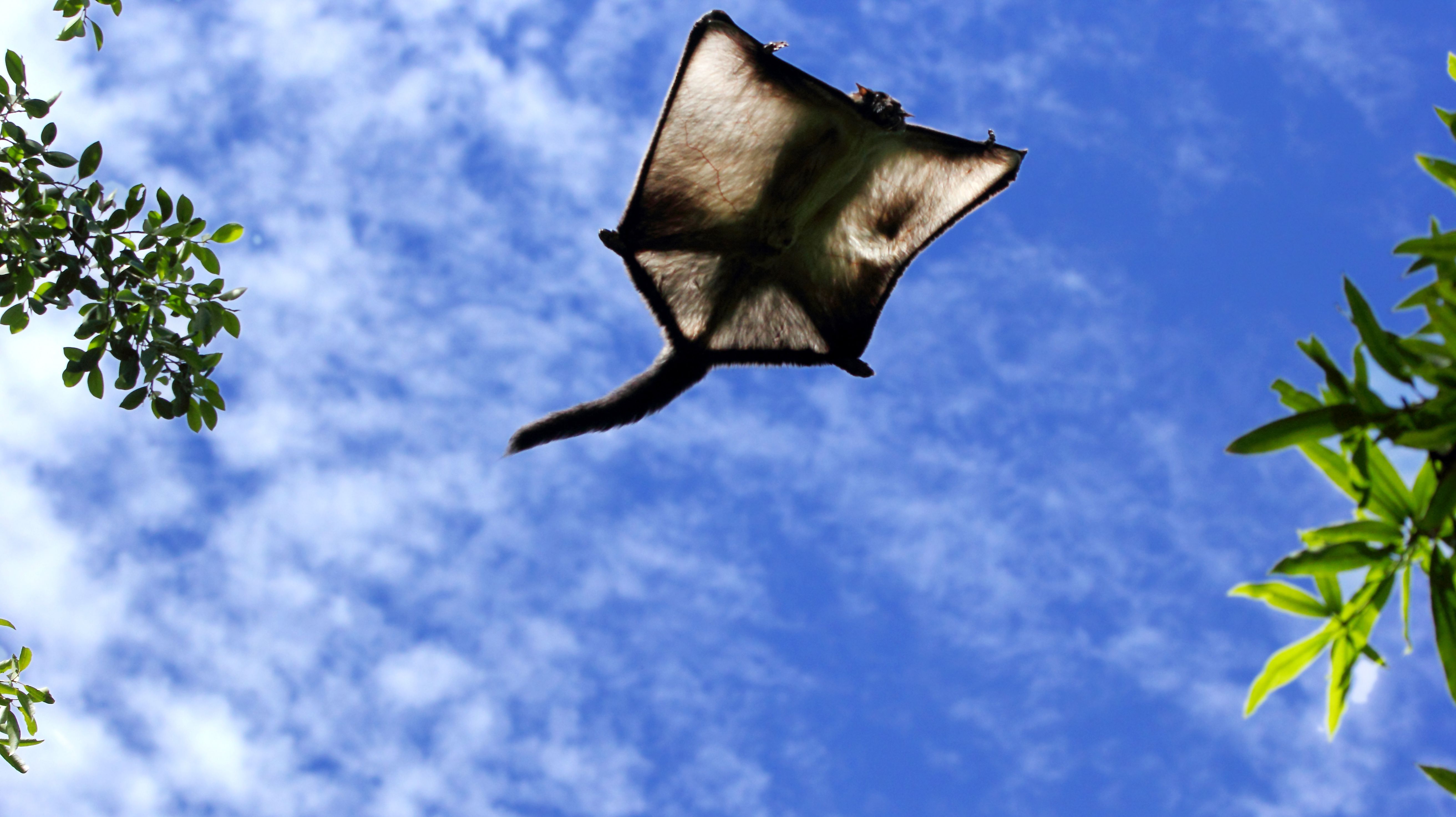 Humongous Chihuahua Sized Species Of Flying Squirrel Has Been Discovered In China