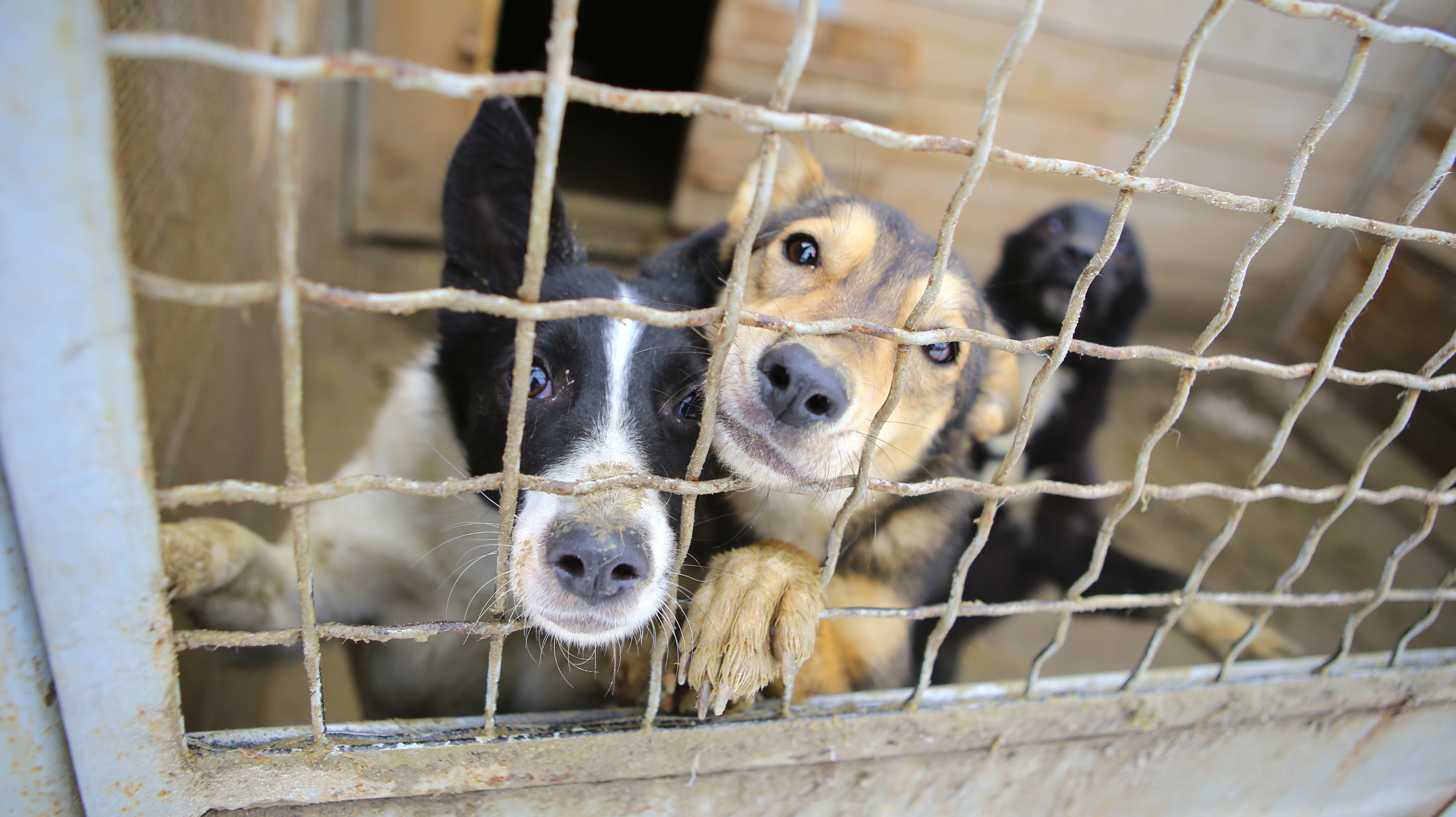 Delaware Becomes The First State To Achieve No Kill Status For