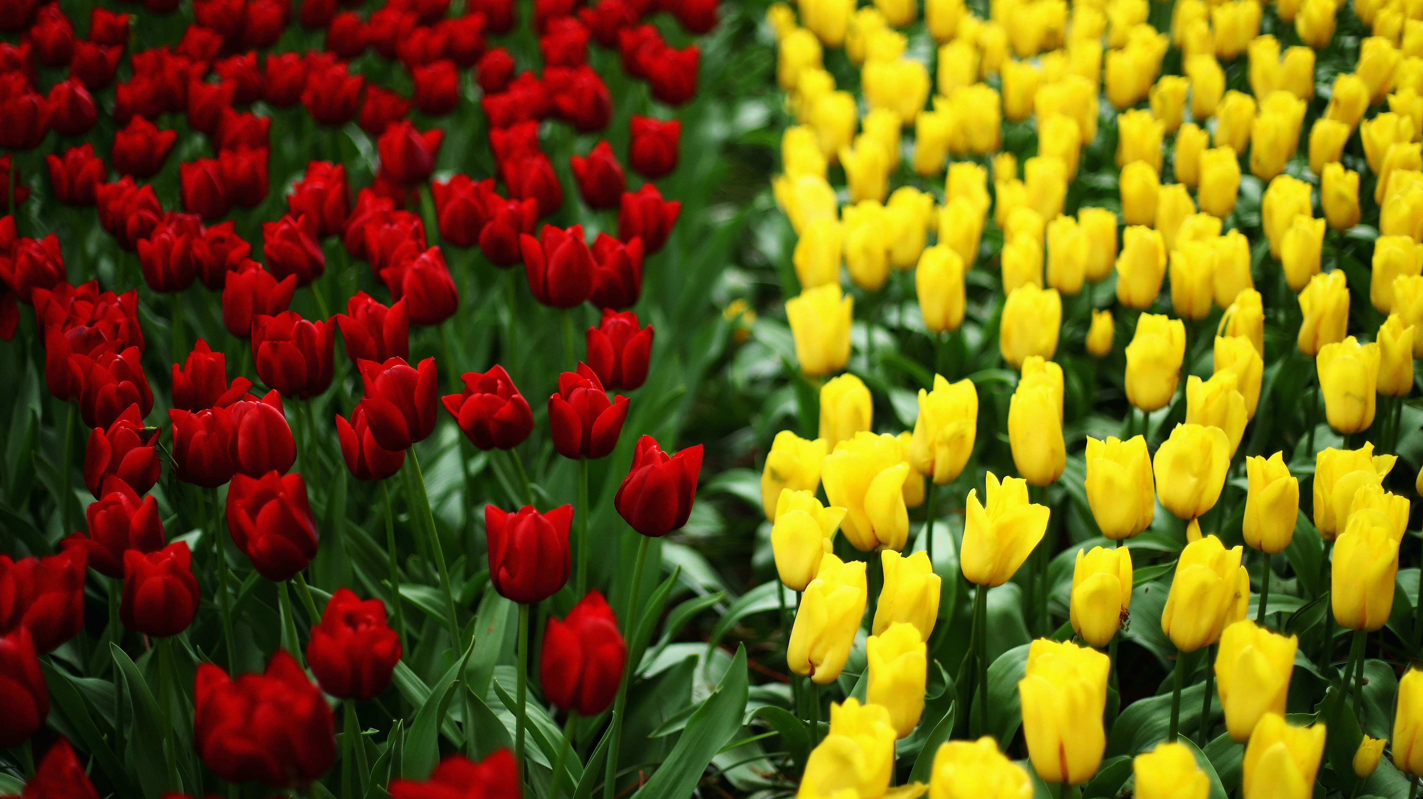 Holland's Keukenhof Gardens—the Largest Flower Garden in the World—Is ...