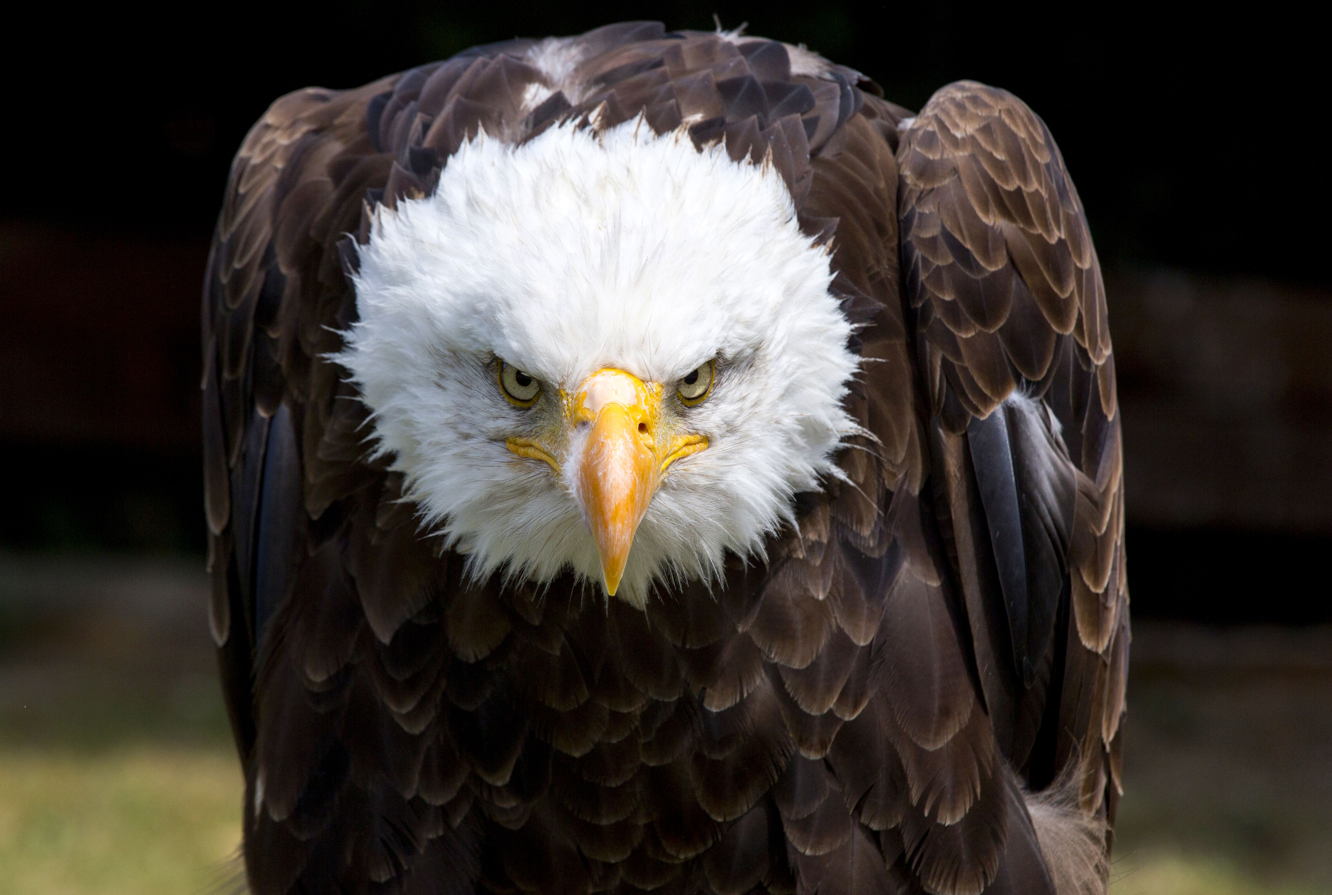 Intense Staring Contest Between A Squirrel And A Bald Eagle Caught On Camera Mental Floss