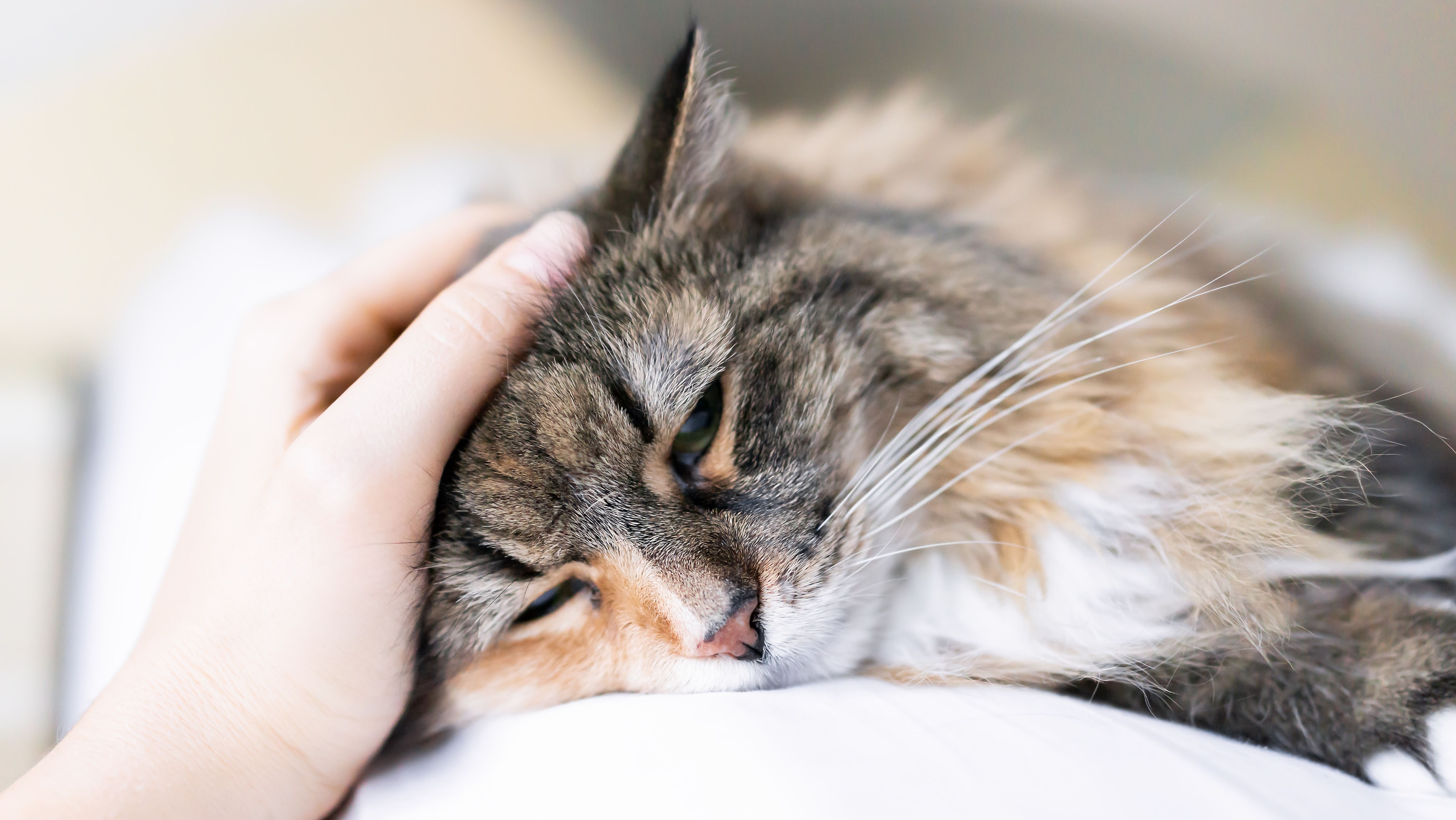 The Best Way to Pet a Cat, According to an Expert | Mental Floss