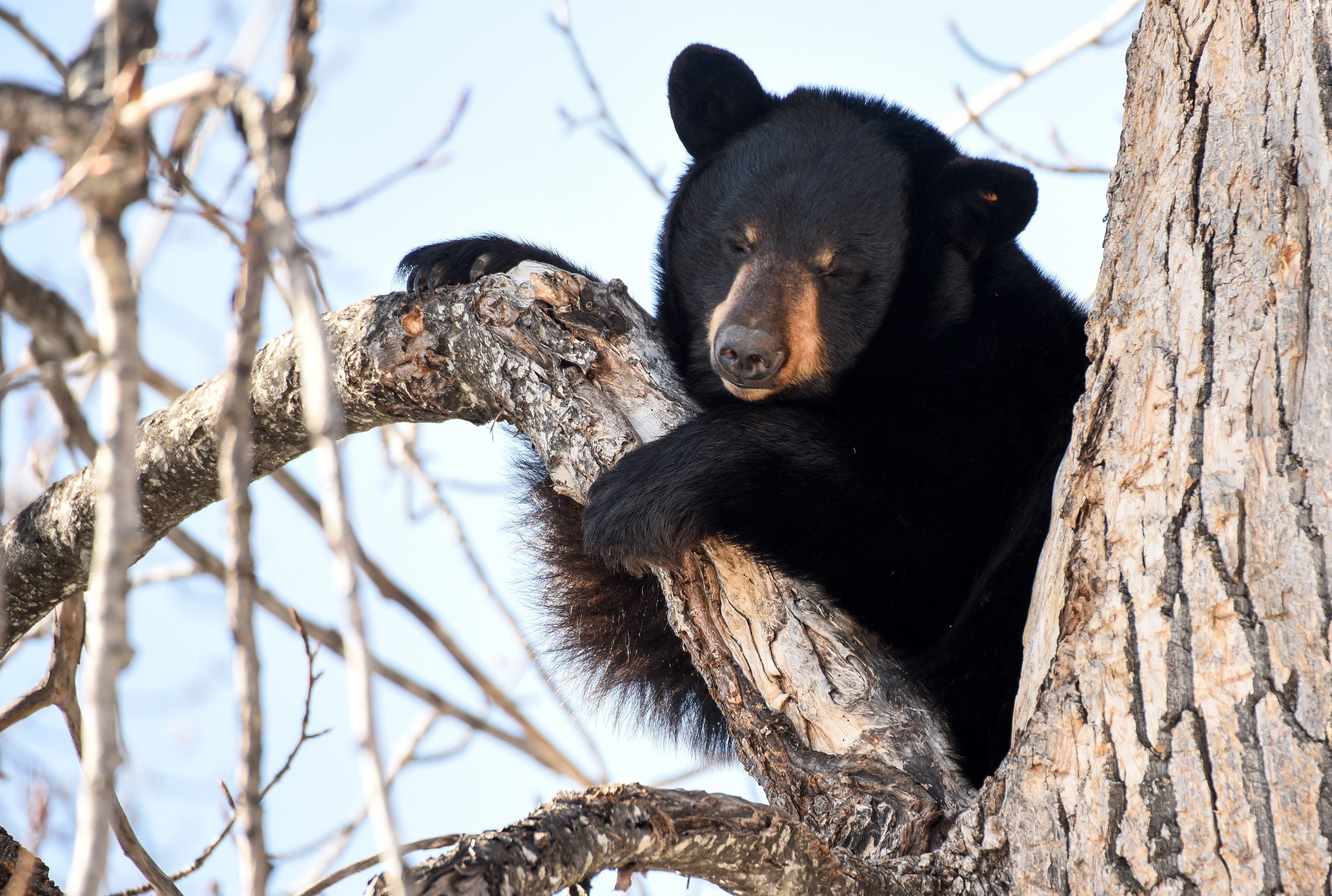 Glacier National Park Cameras Capture a Black Bear Waking Up From Hibernation | Mental Floss