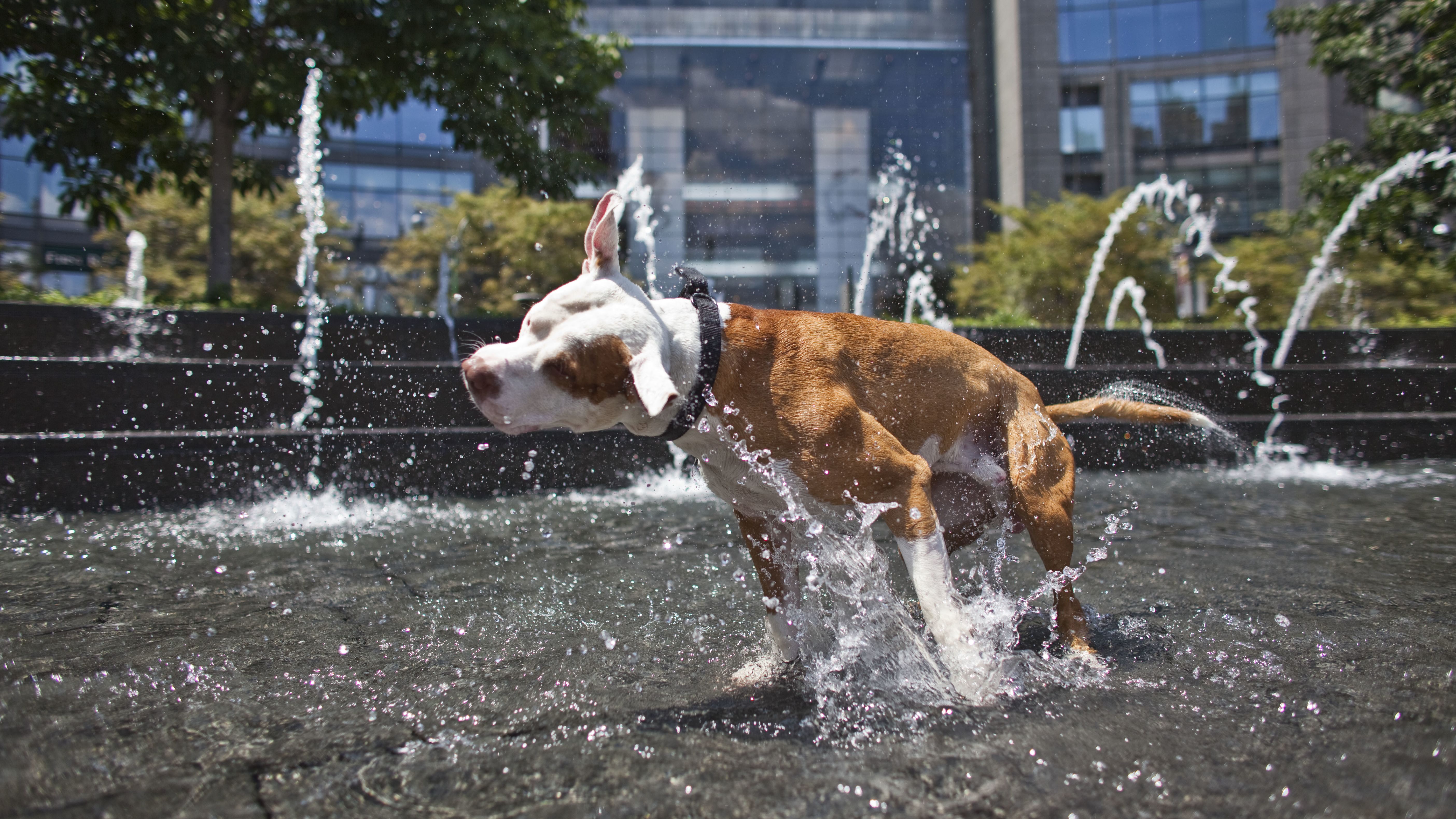 The 20 Most PetFriendly Cities in America Mental Floss