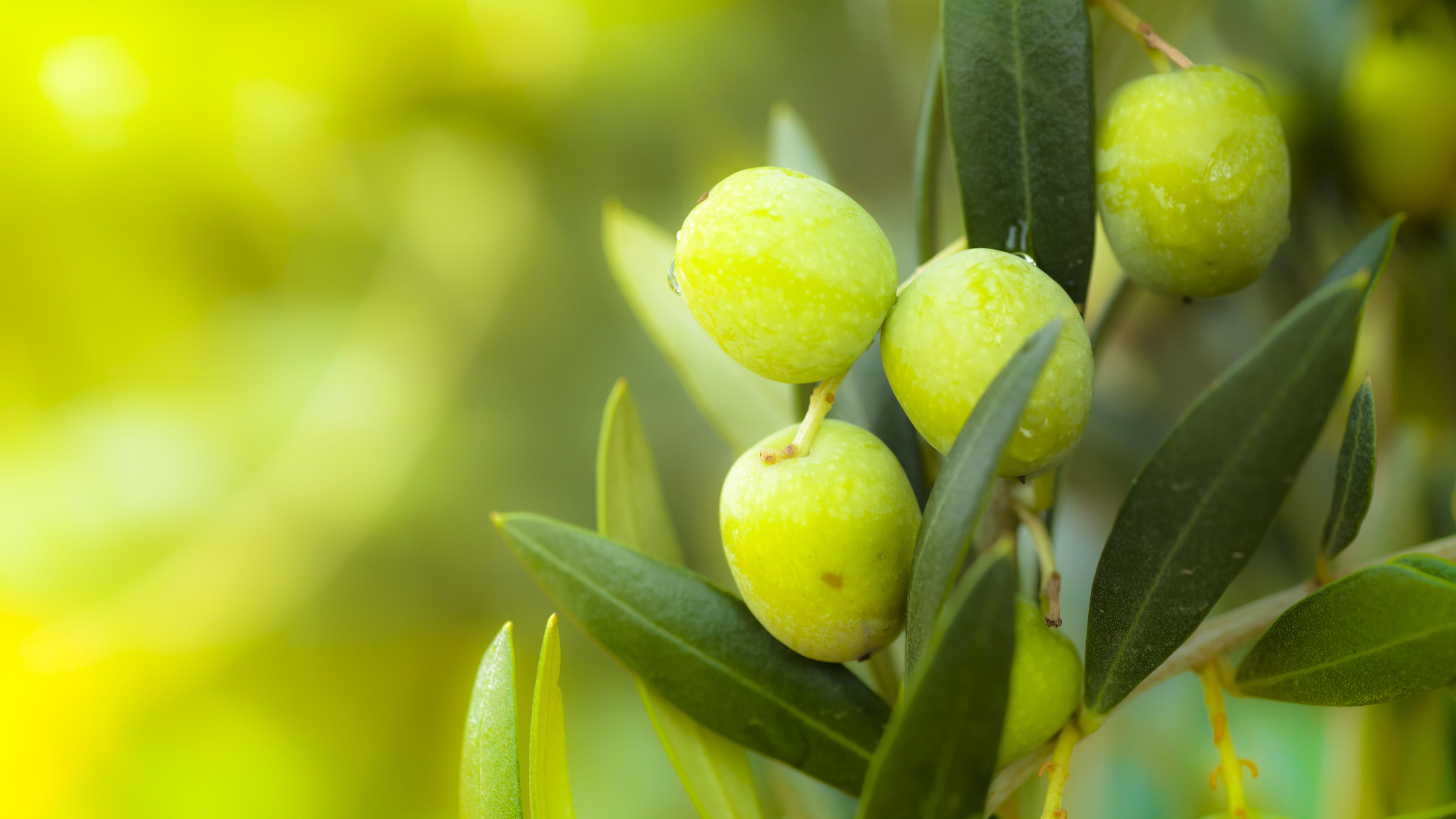 Why You Never See Fresh Olives at the Grocery Store Mental Floss