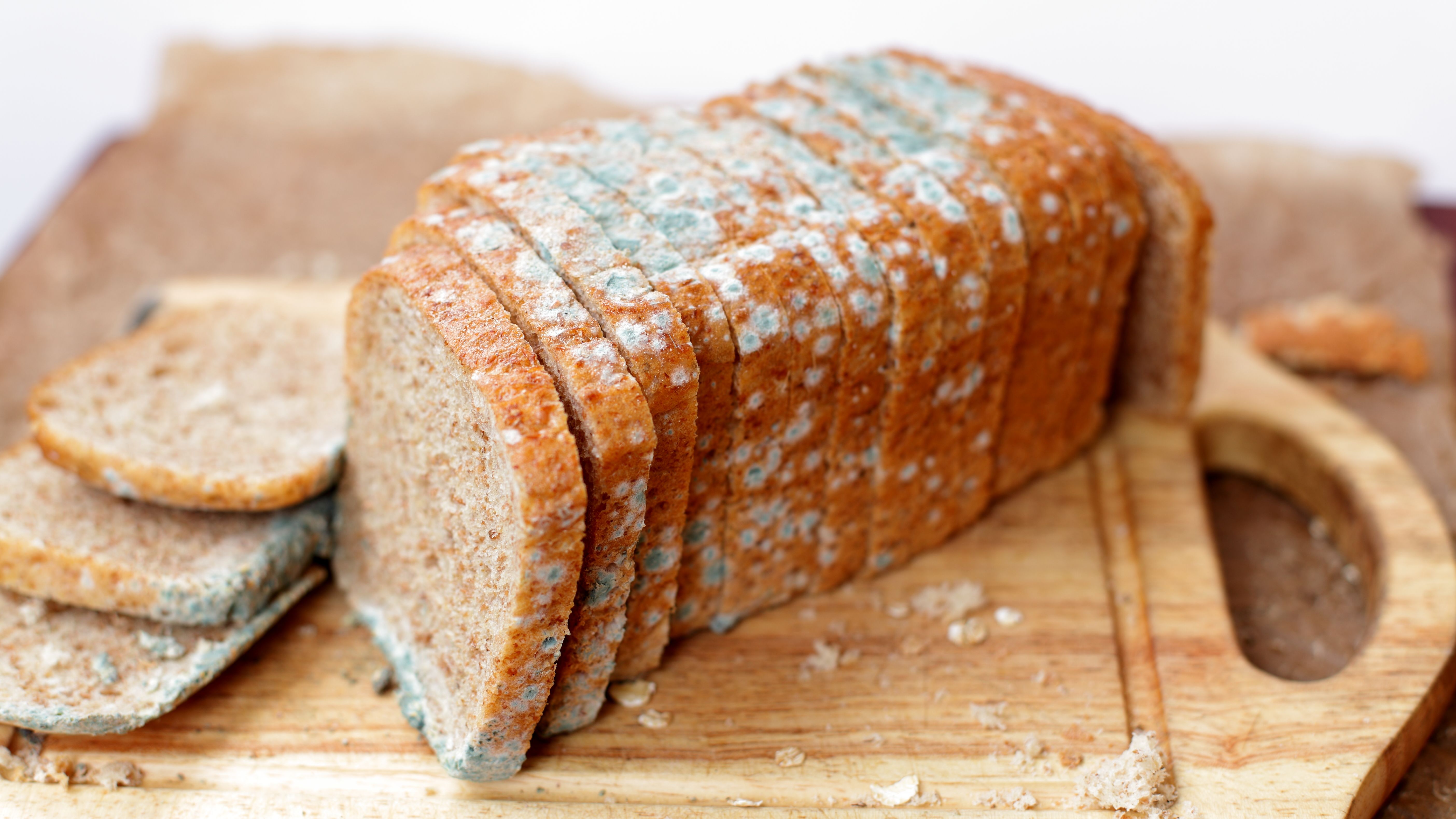9 Molds Trying To Take Over Your Kitchen Mental Floss