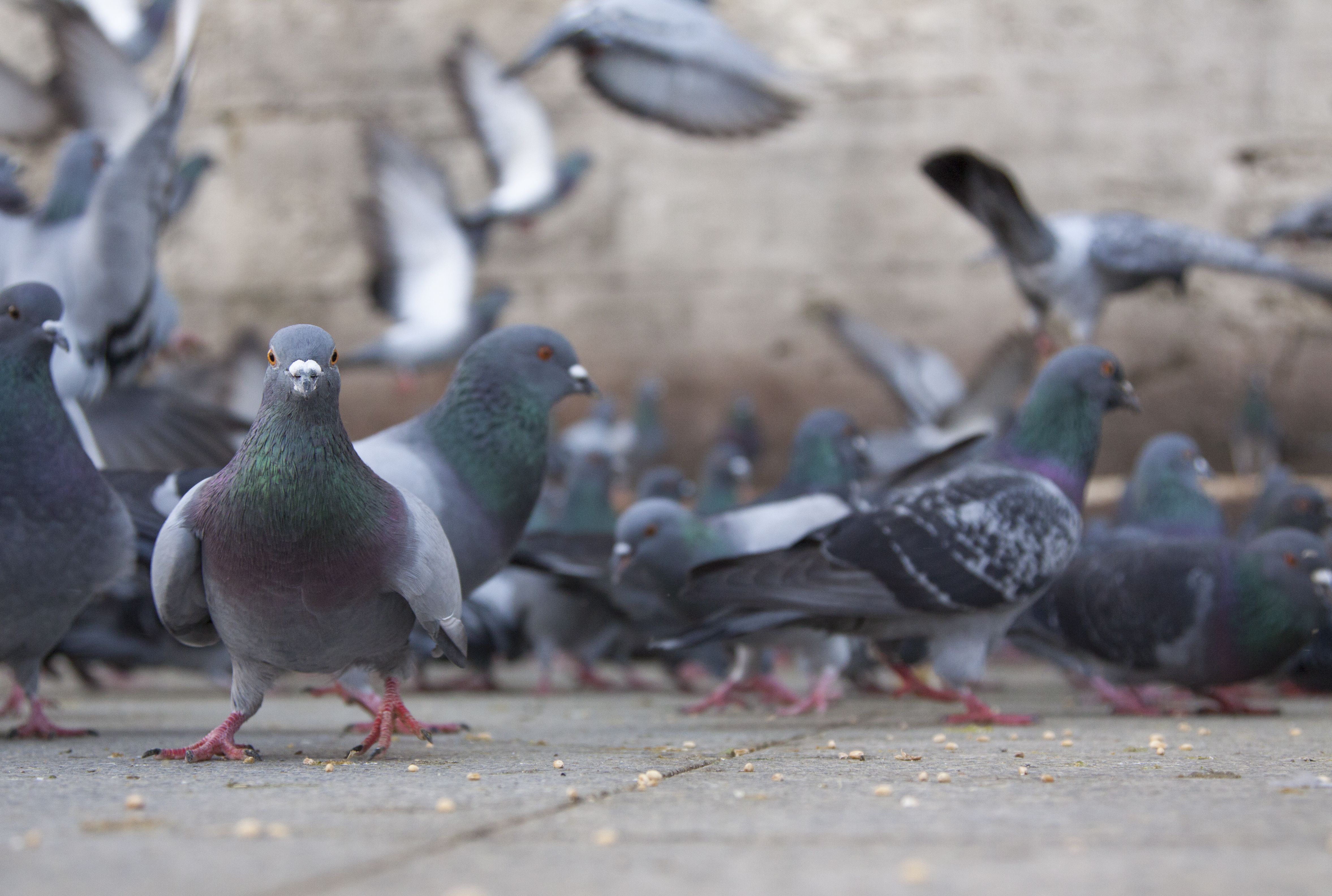 15 Incredible Facts About Pigeons | Mental Floss