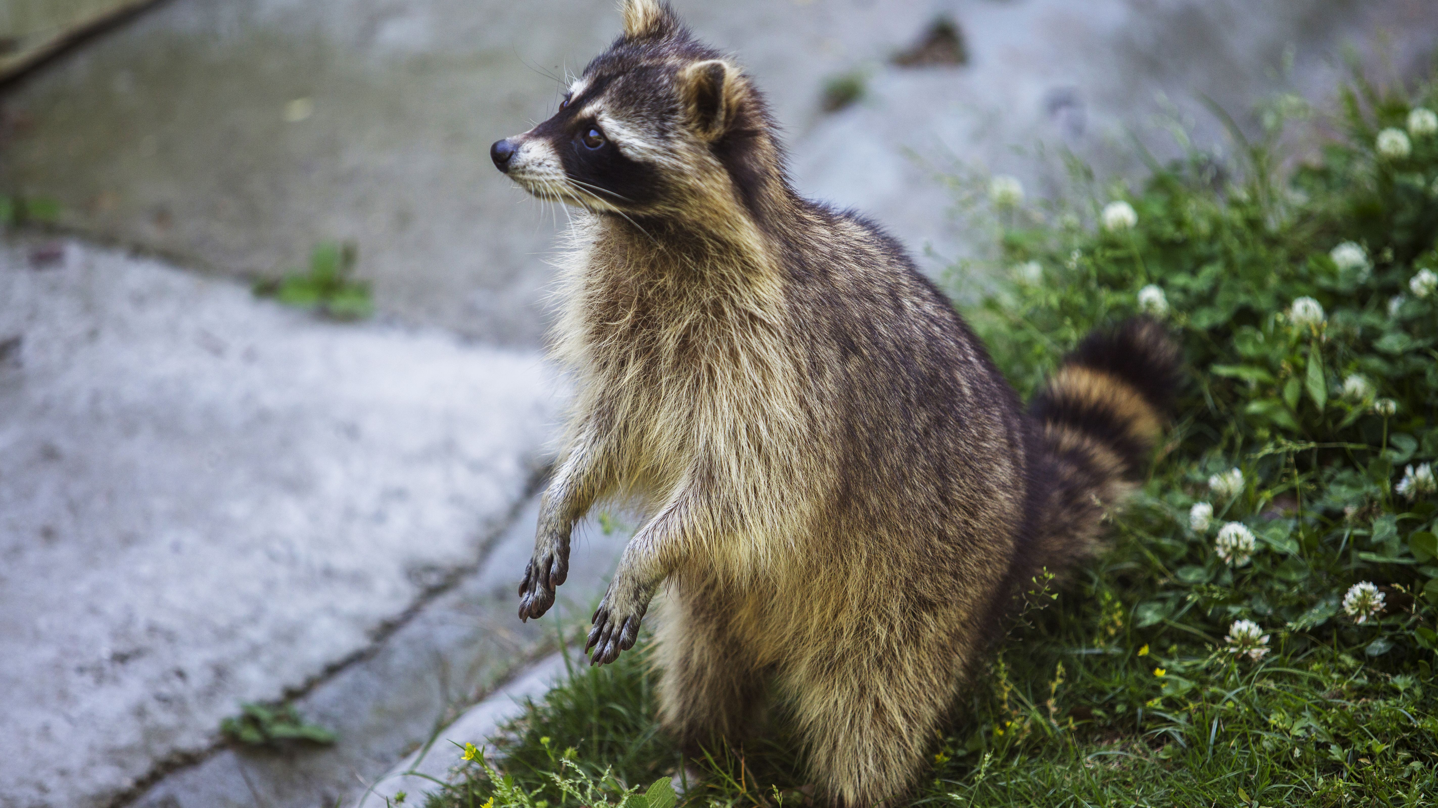 Polisi Chicago Memperingatkan Pemilik Hewan Peliharaan Zombie