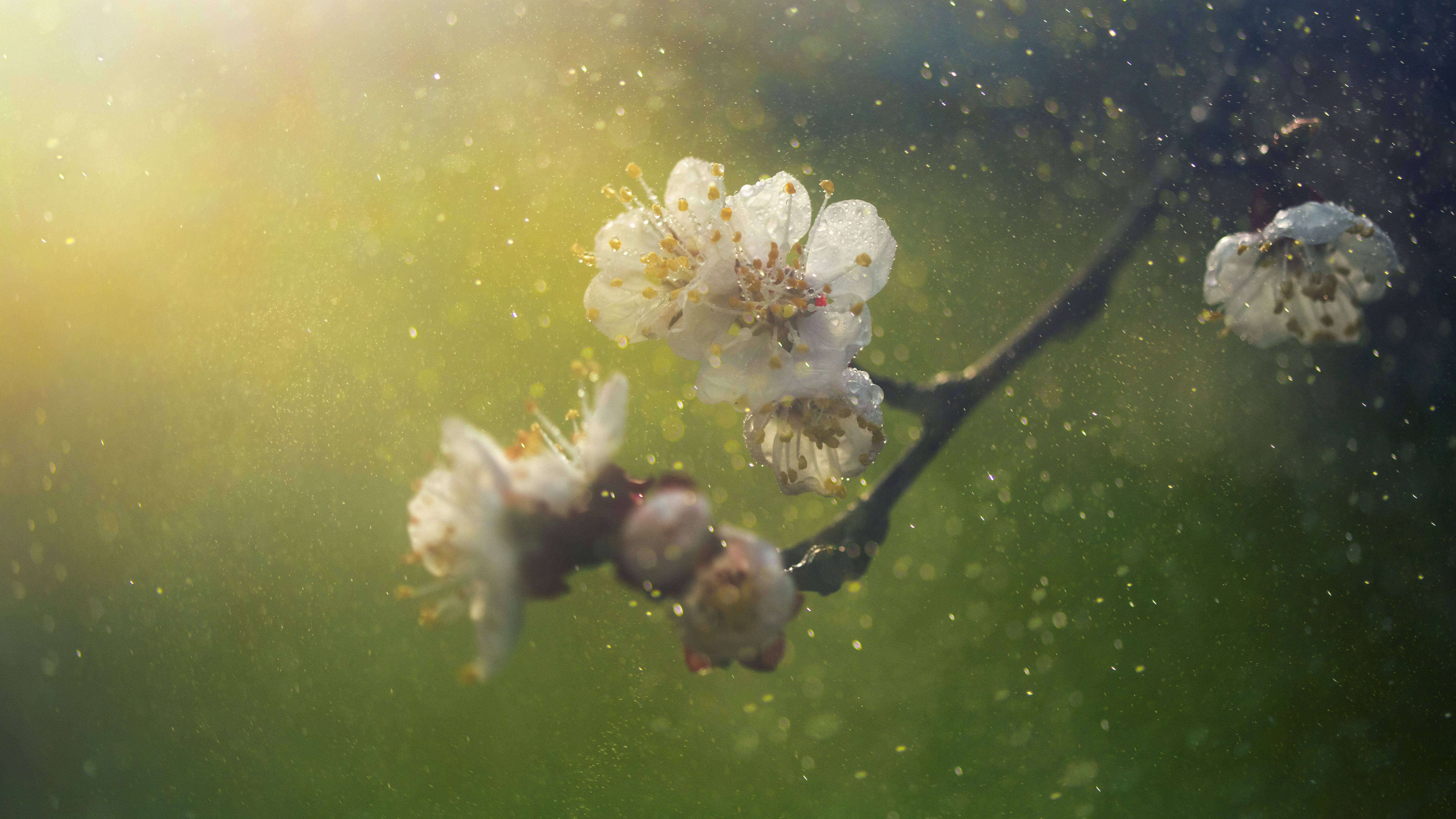 Watch a Tree Release a Massive "Pollen Bomb" Into the Air ...