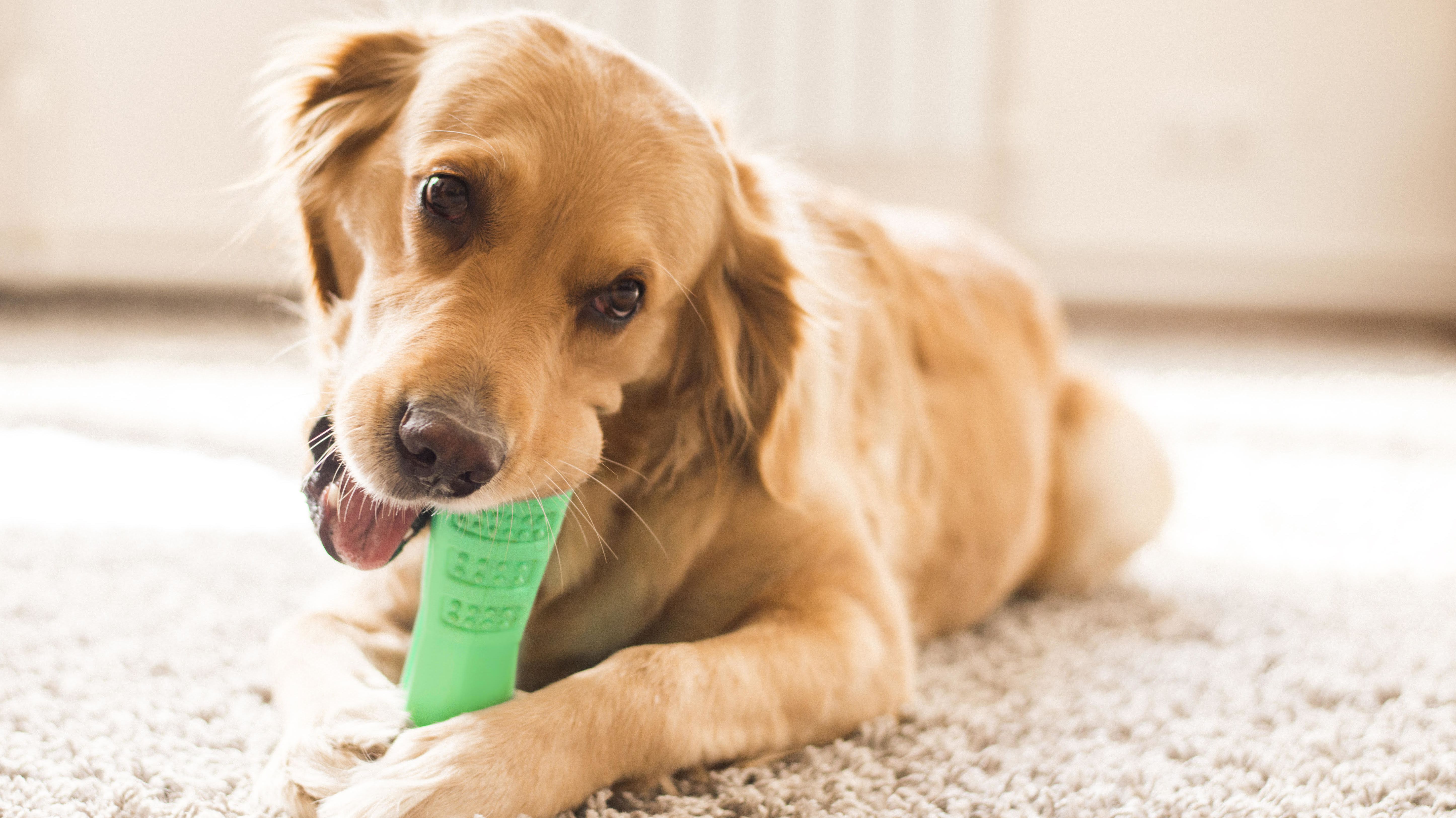 A New Chew Toy Will Help Your Dog Brush Its Own Teeth Mental Floss