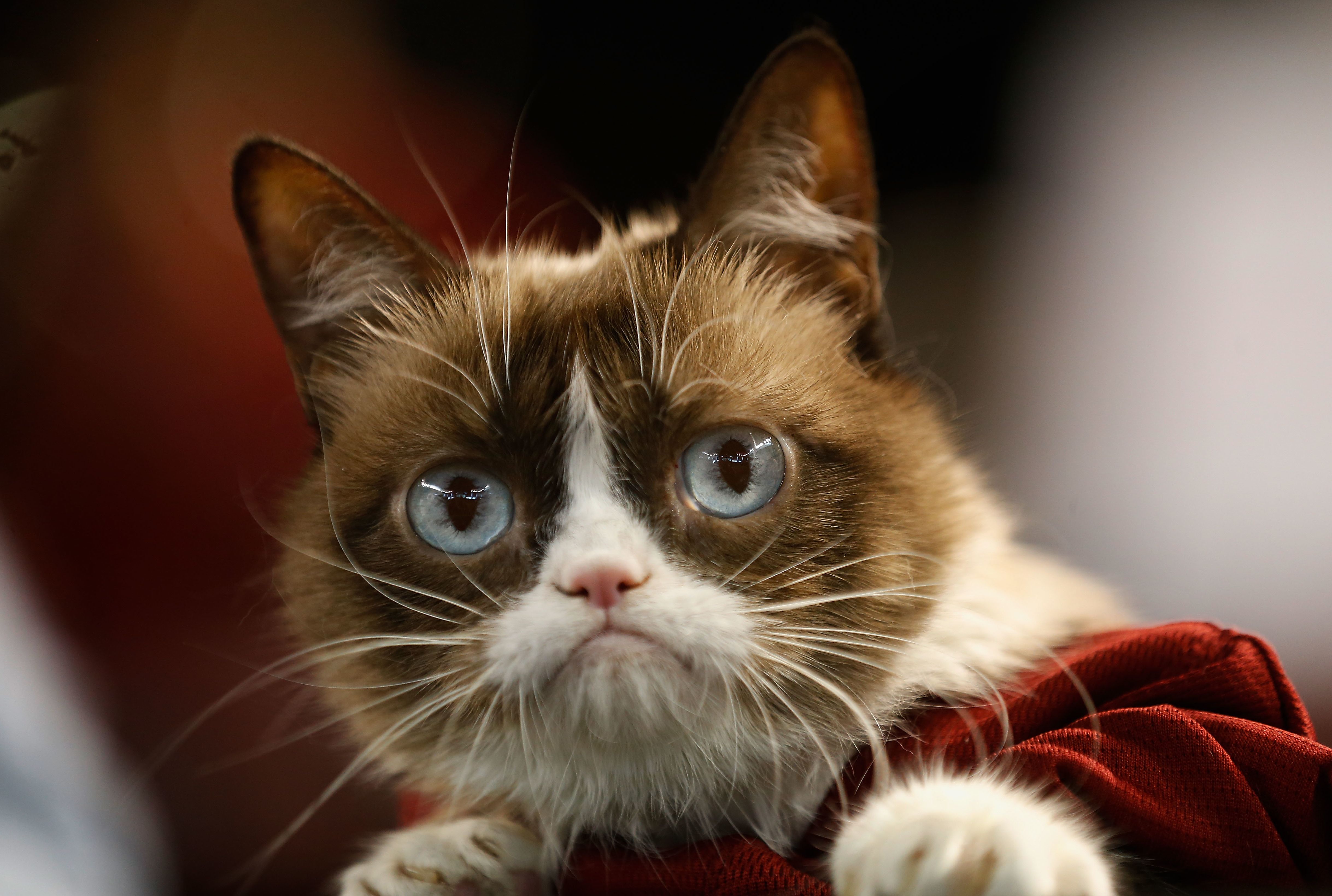 15 Facts About Grumpy Cat Mental Floss
