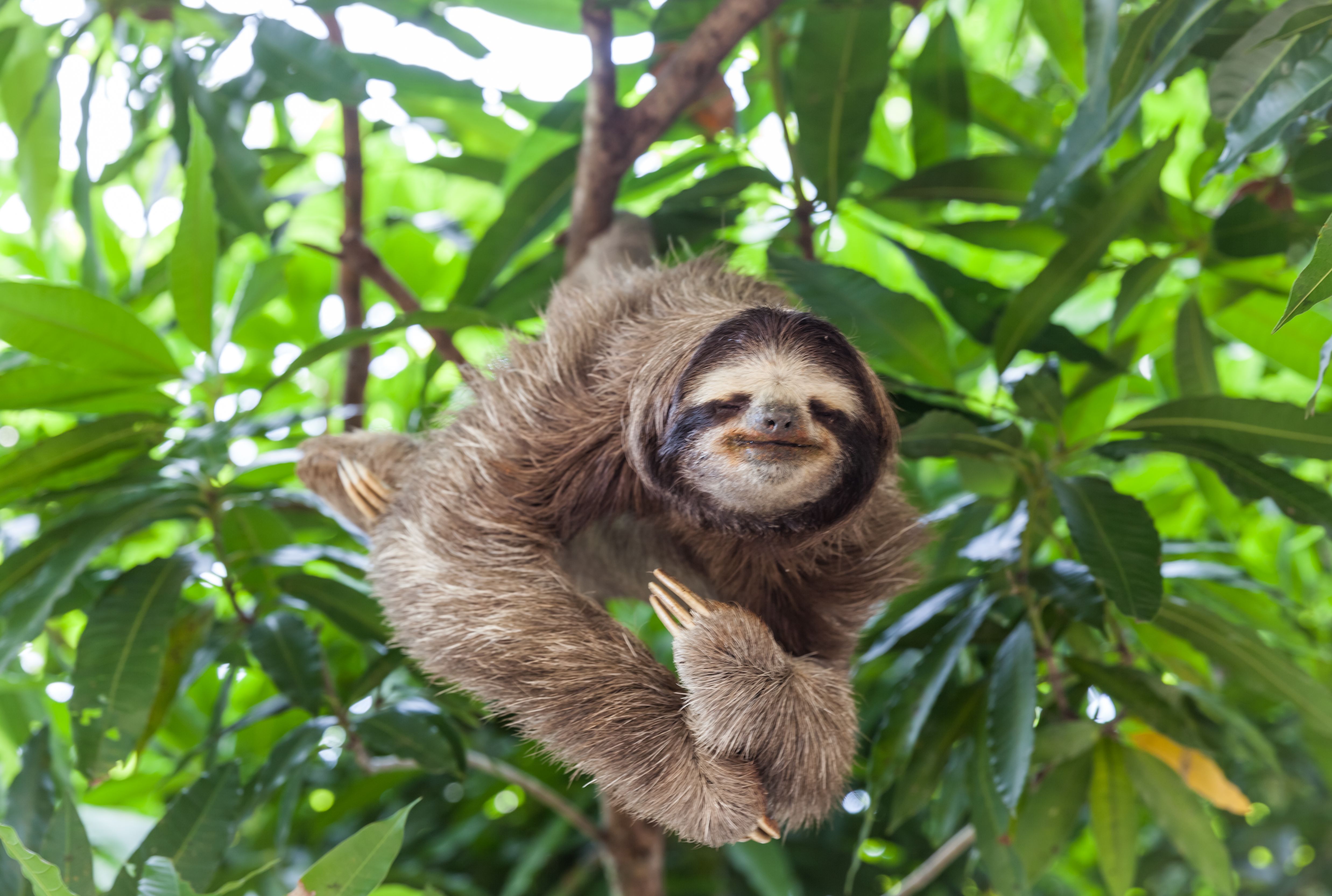 6 Myths About Animals Debunked Mental Floss