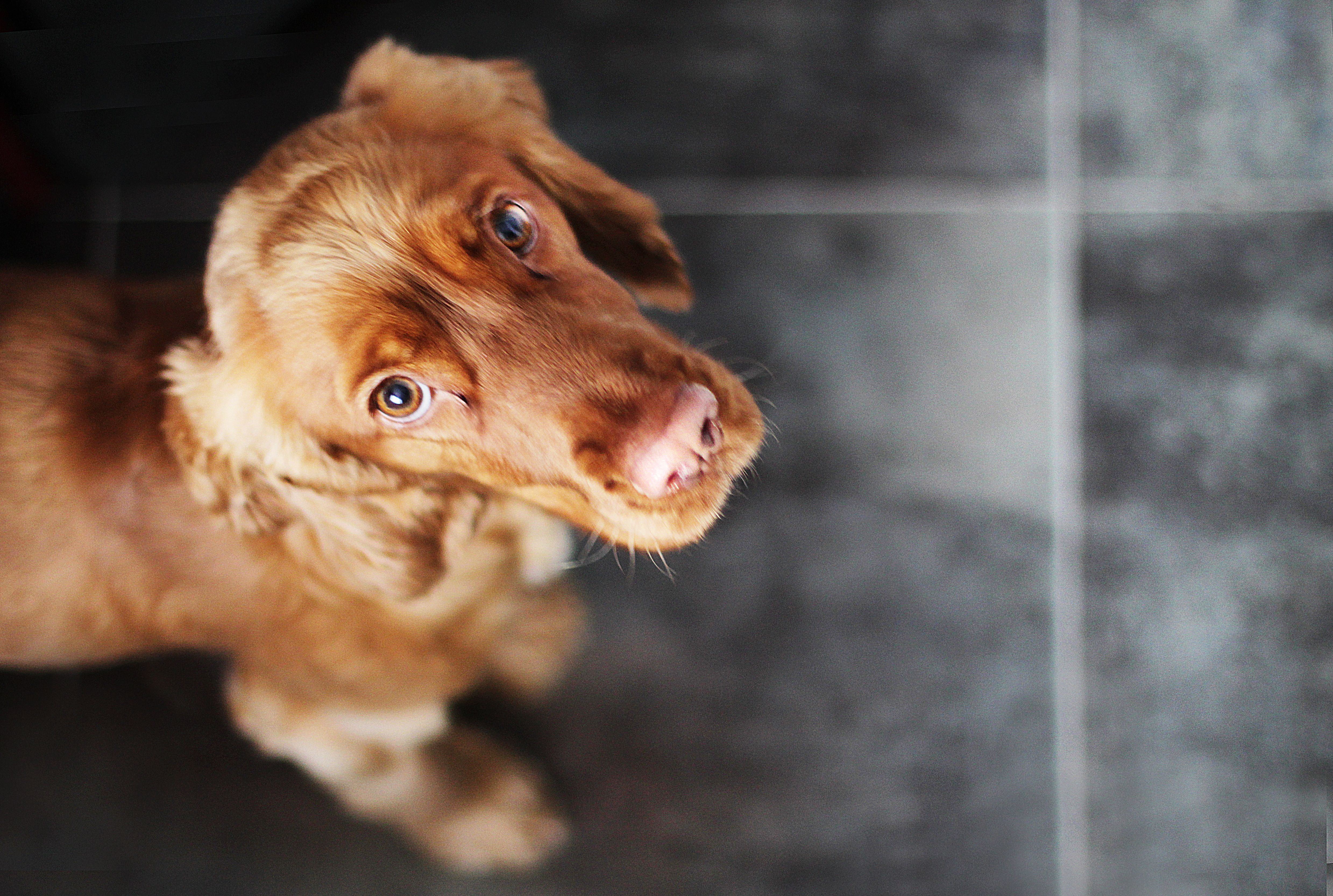 kibbles n bits recall