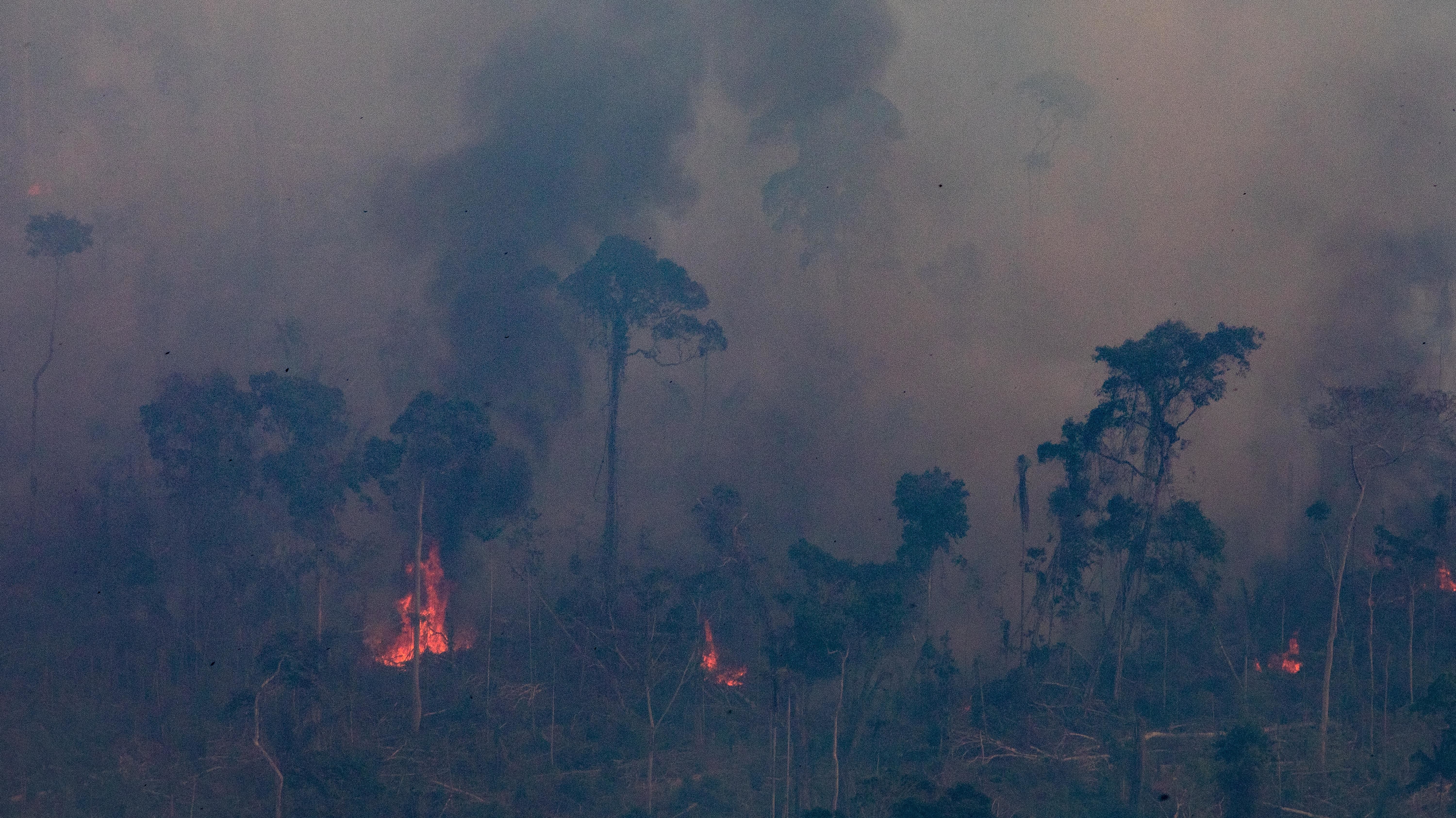 7 Things You Can Do Right Now To Help Save The Amazon Rainforest Mental Floss
