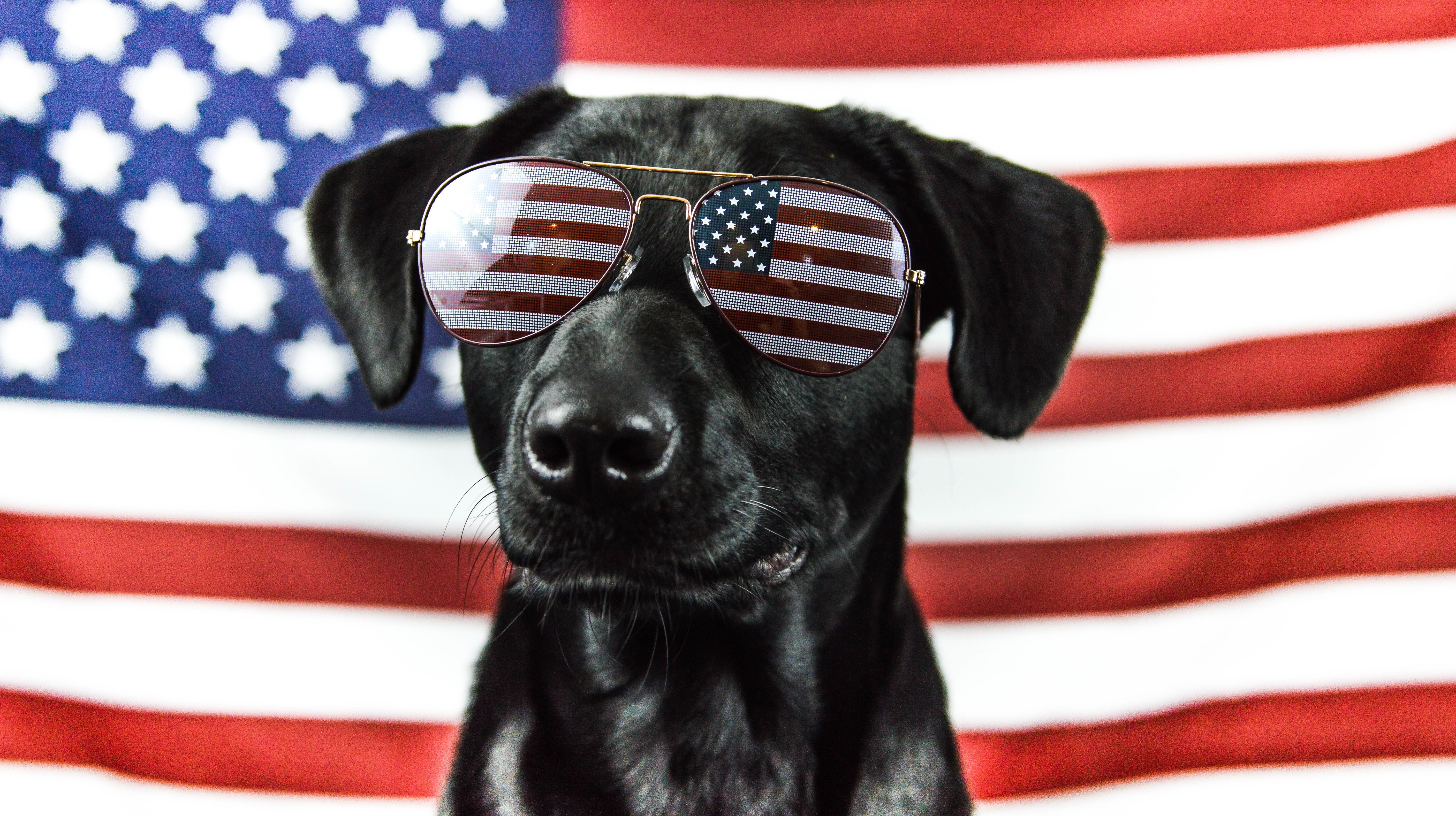 Your Dog Calm on the Fourth of July 