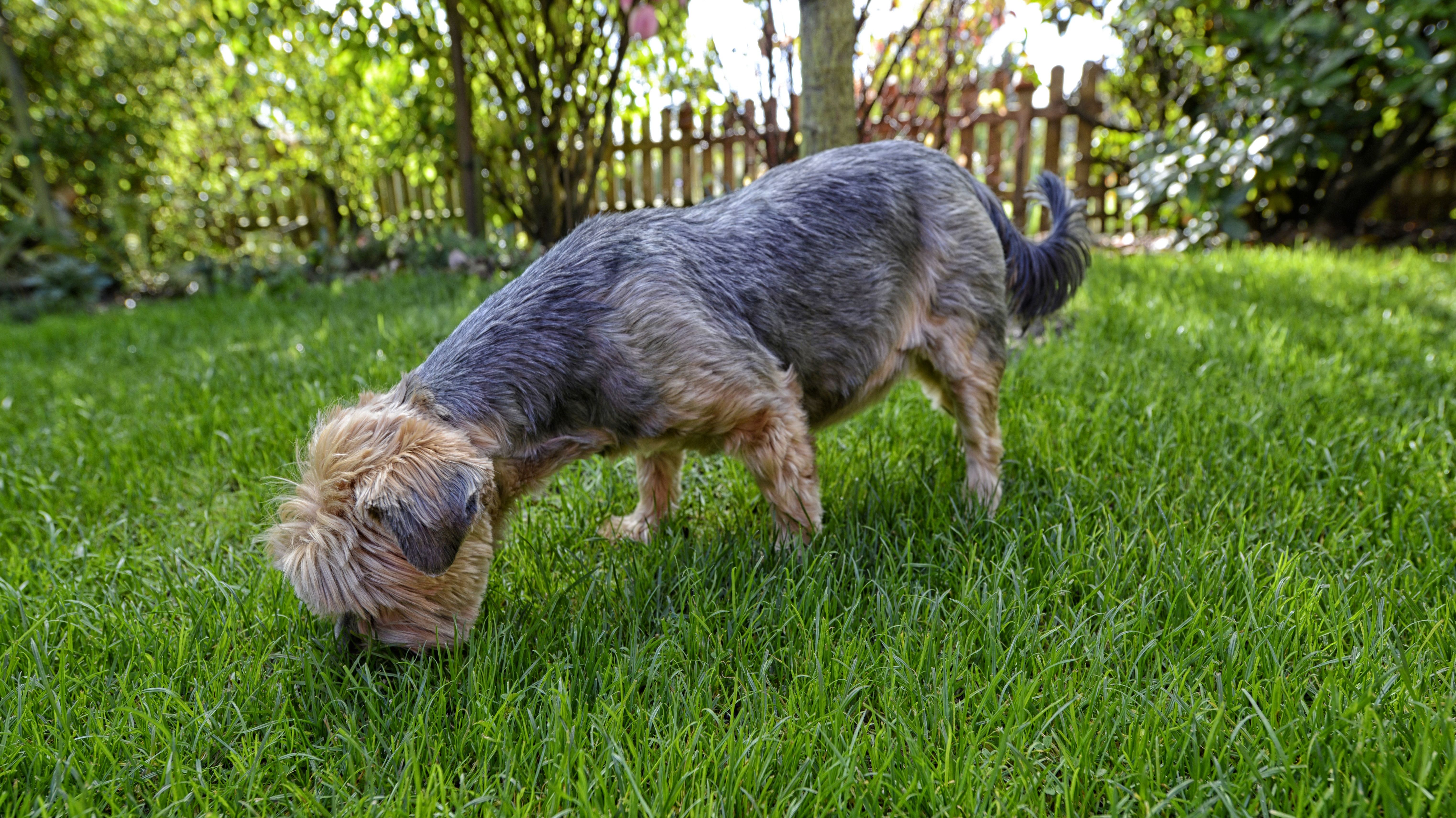 Need Help Cleaning Up the Dog Poop in Your Yard? There’s an App for That