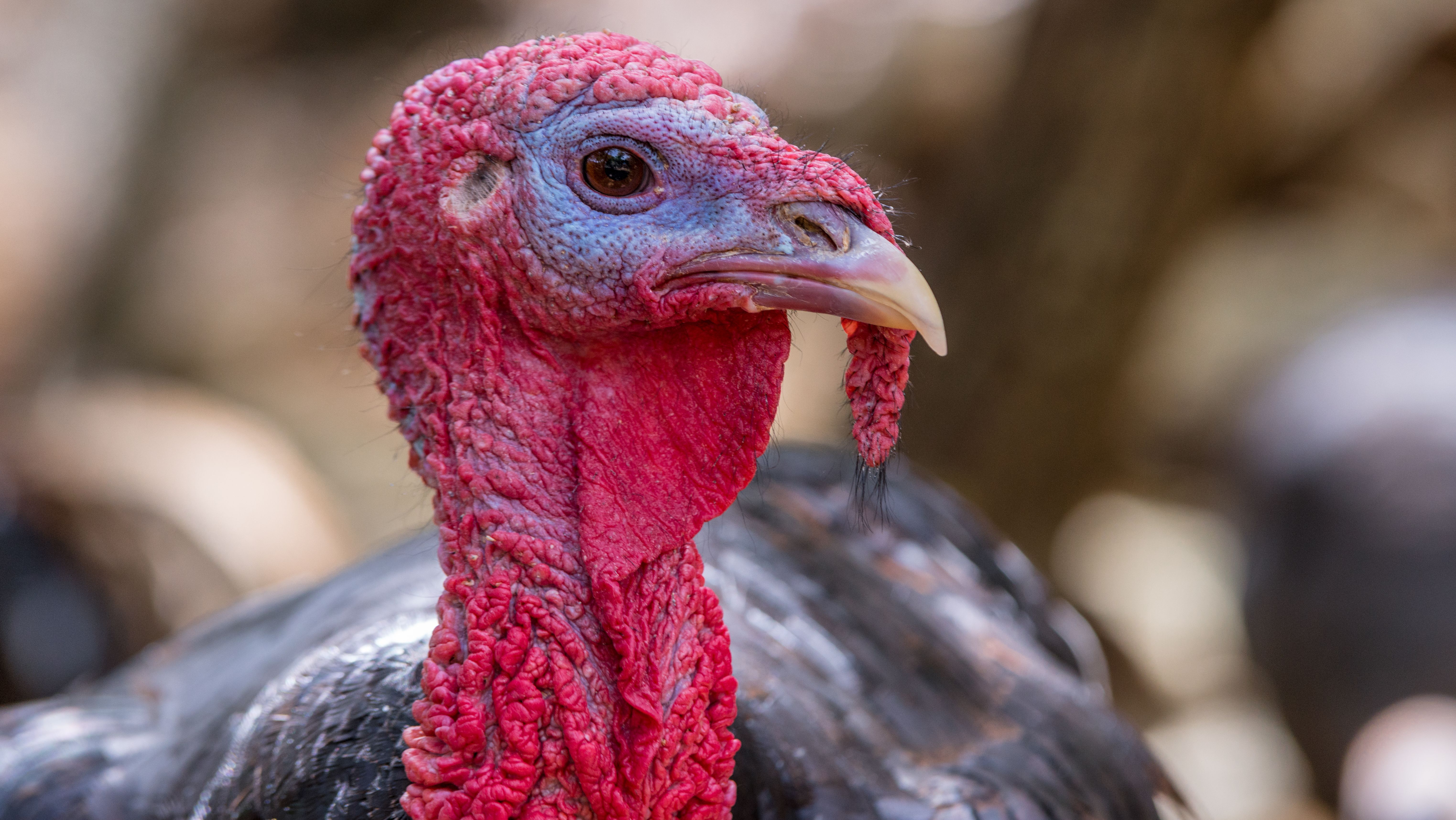 Why Is Abruptly Quitting Something Called Going Cold Turkey Mental Floss