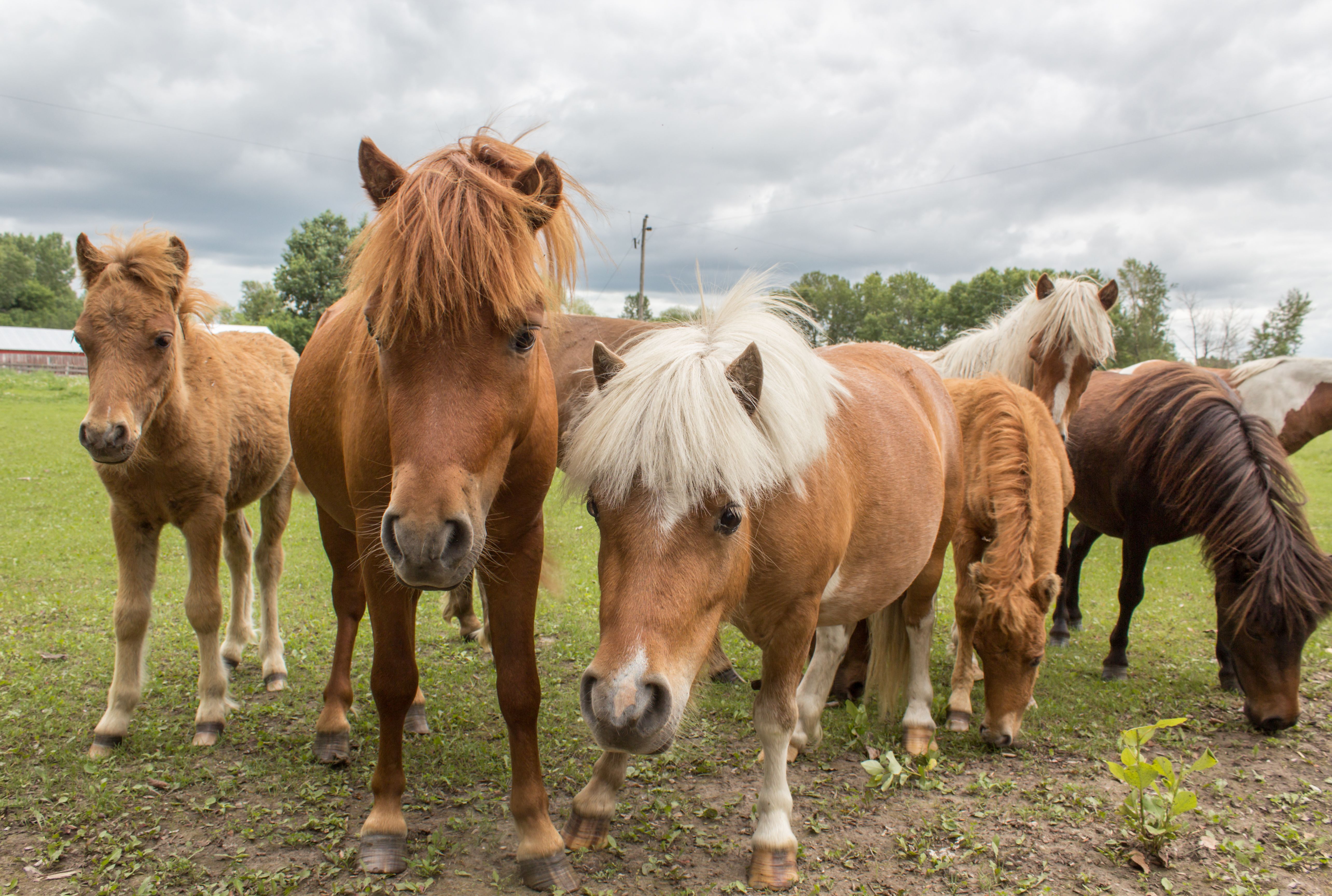 Therapy Ponies Are Bringing Comfort And Joy To Dementia Patients