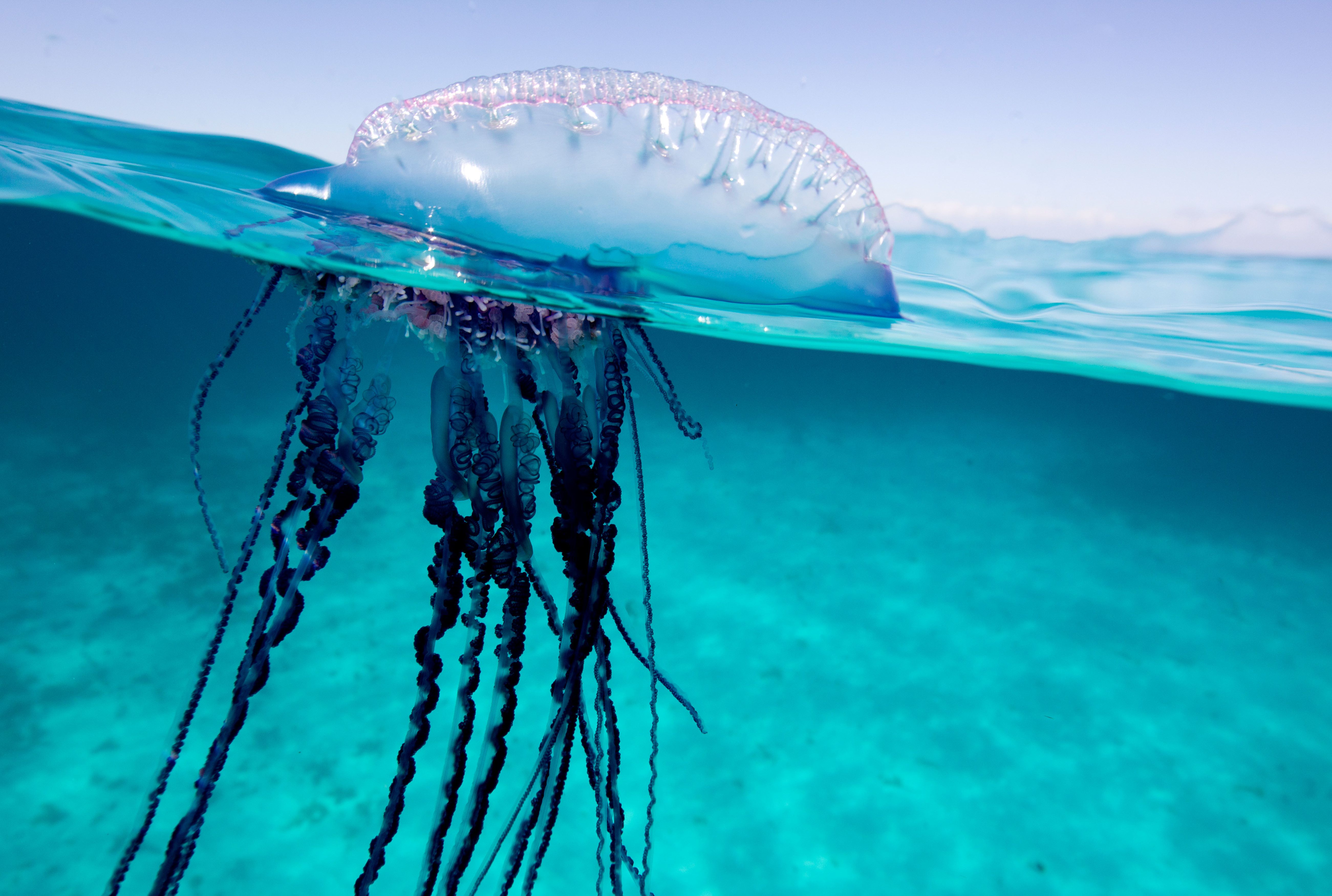 images Pictures Of Portuguese Man-Of-War Jellyfish mental floss