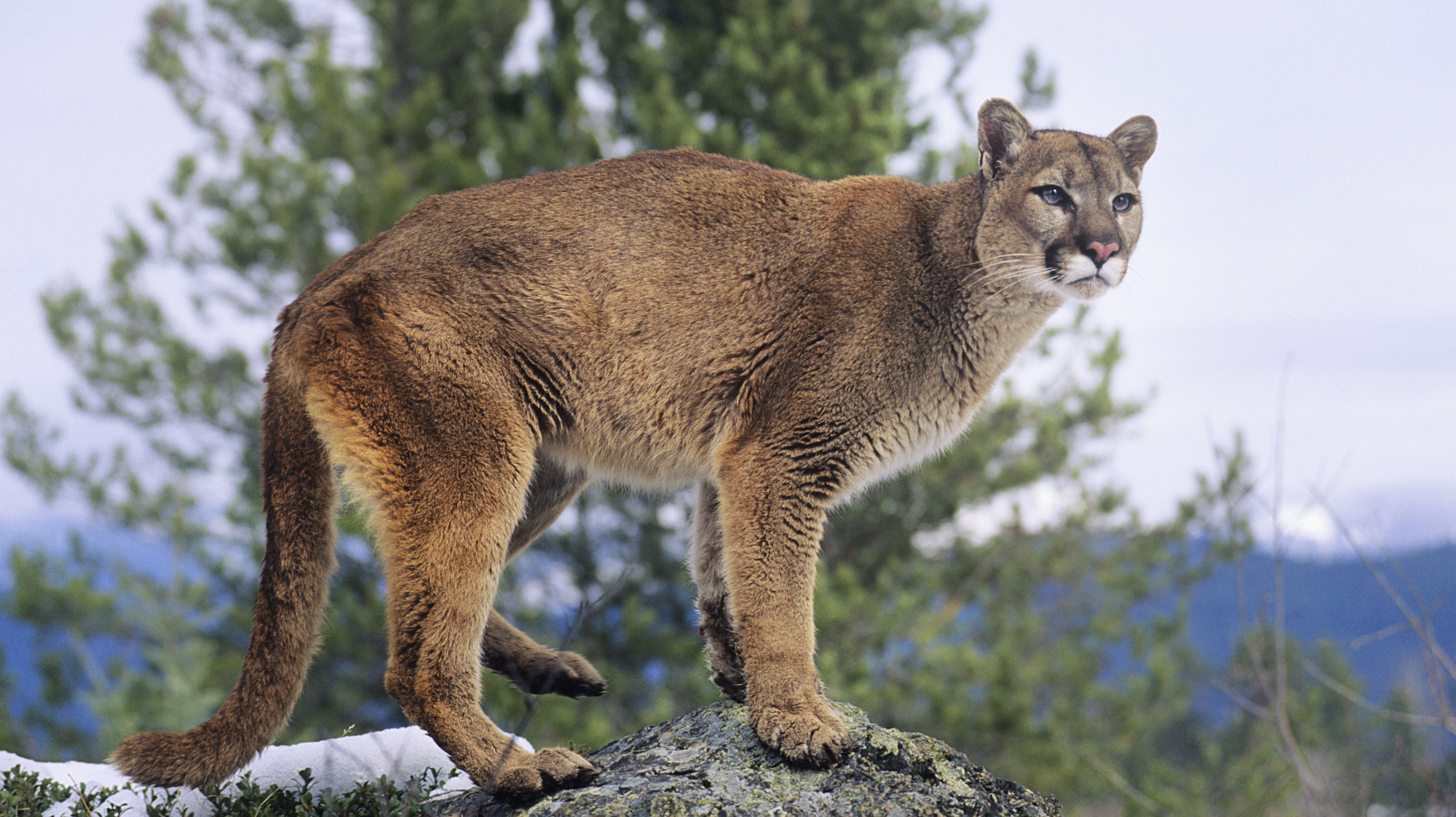 California Is Planning to Build the World’s Largest Wildlife Crossing