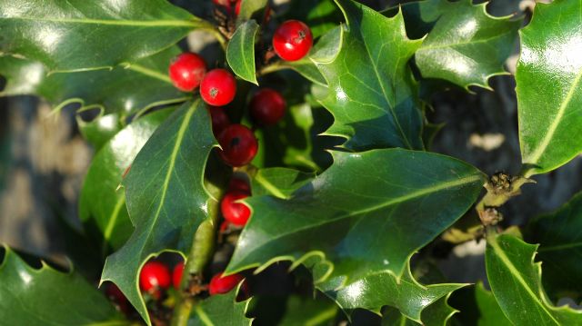 Why Is Holly a Symbol of Christmas? Mental Floss