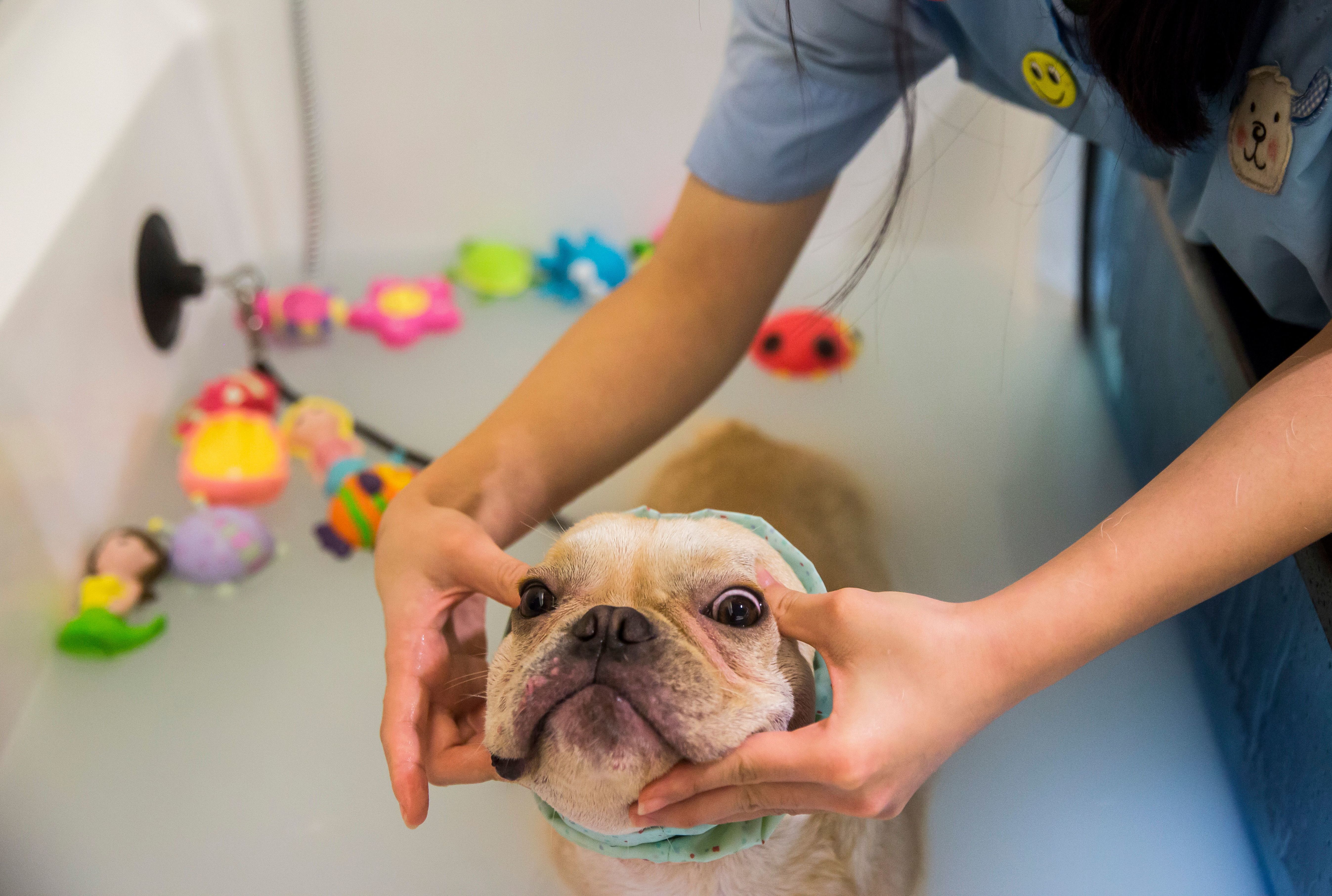 6 lavish dog spas across america mental floss