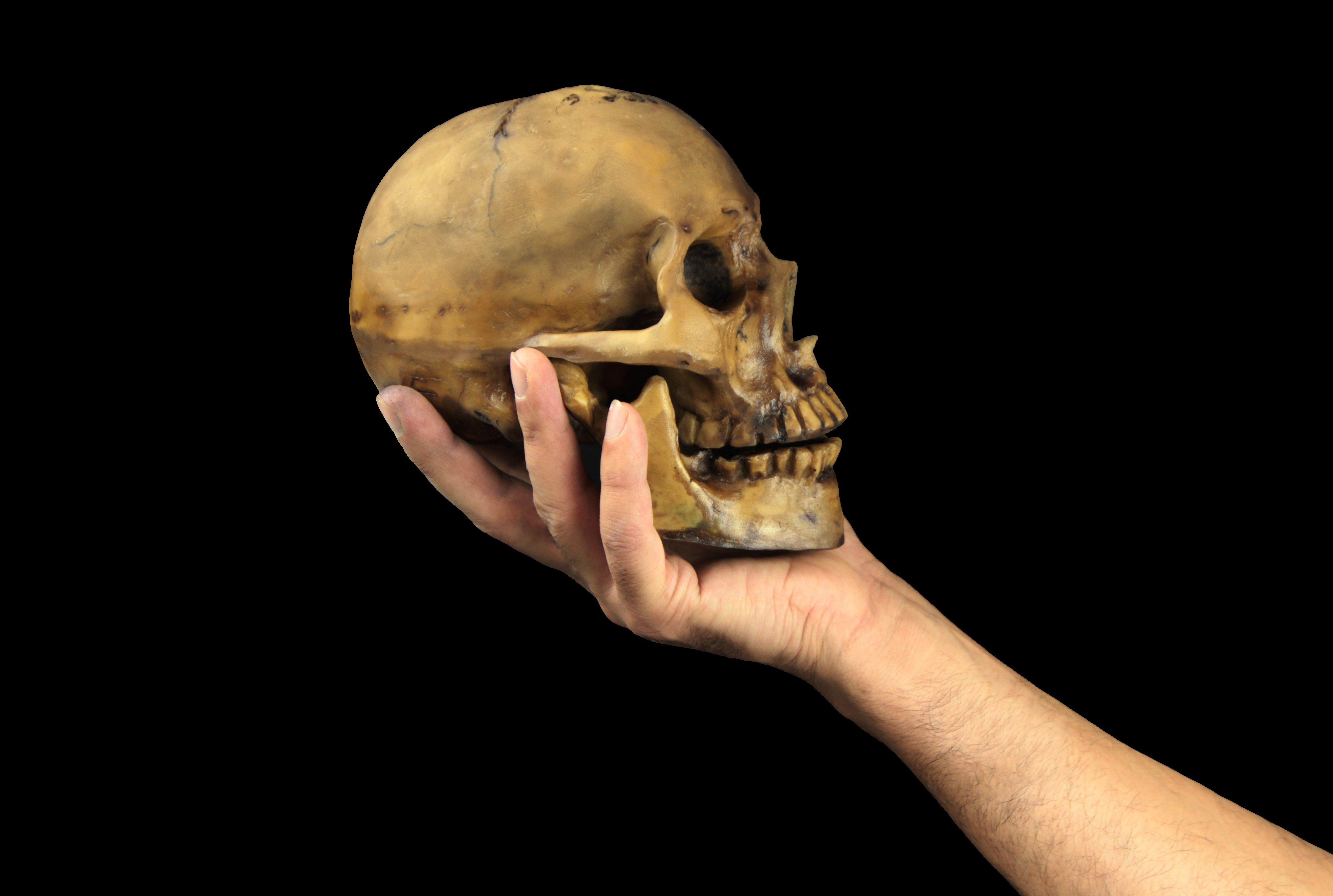 Here S Why You Can T Keep Your Loved One S Skull Mental Floss Free download no attribution required high quality images. mental floss