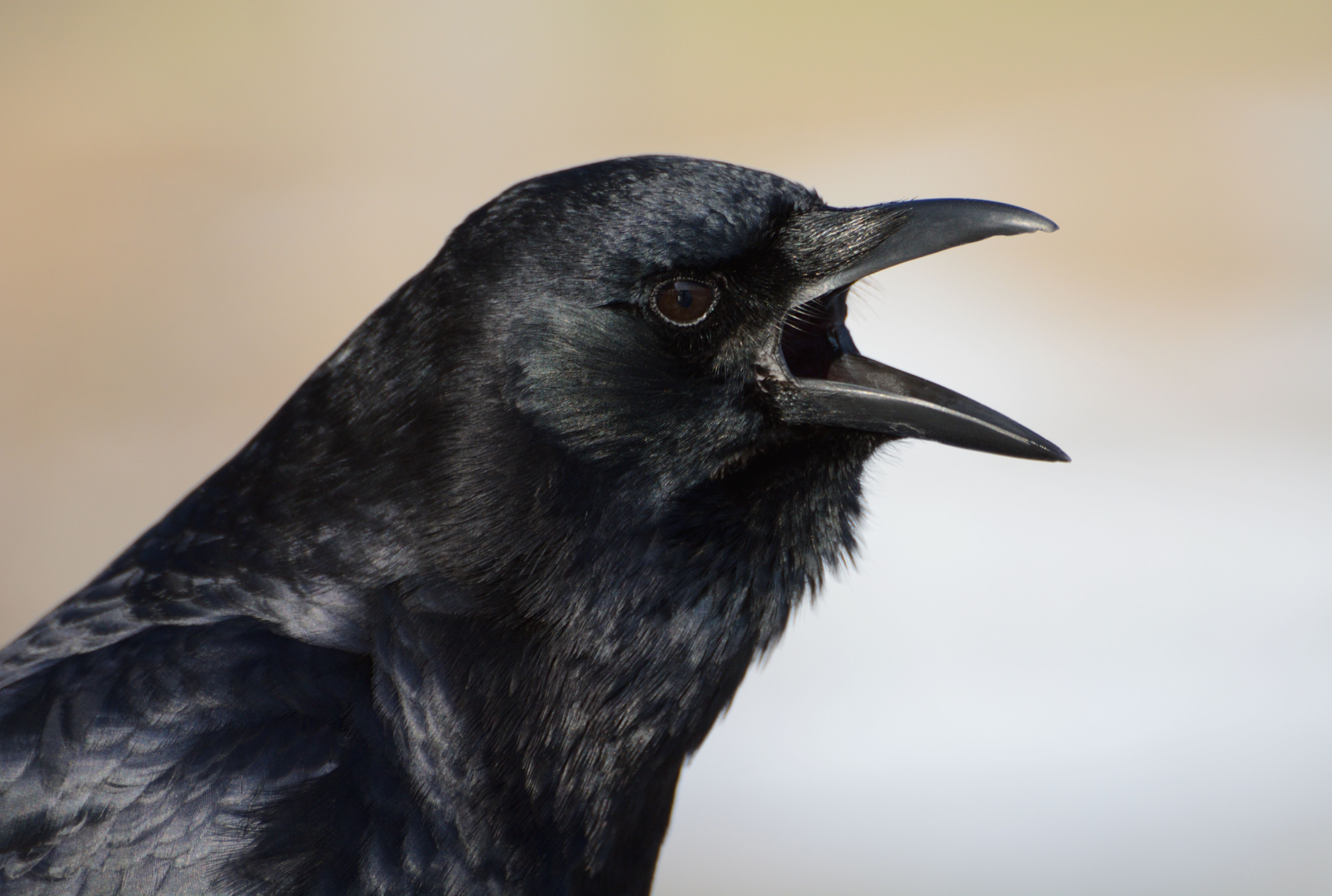 Why Crows Hold Noisy Funerals For Their Fallen Friends Mental Floss Why Crows Hold Noisy Funerals For Their Fallen Friends Mental Floss