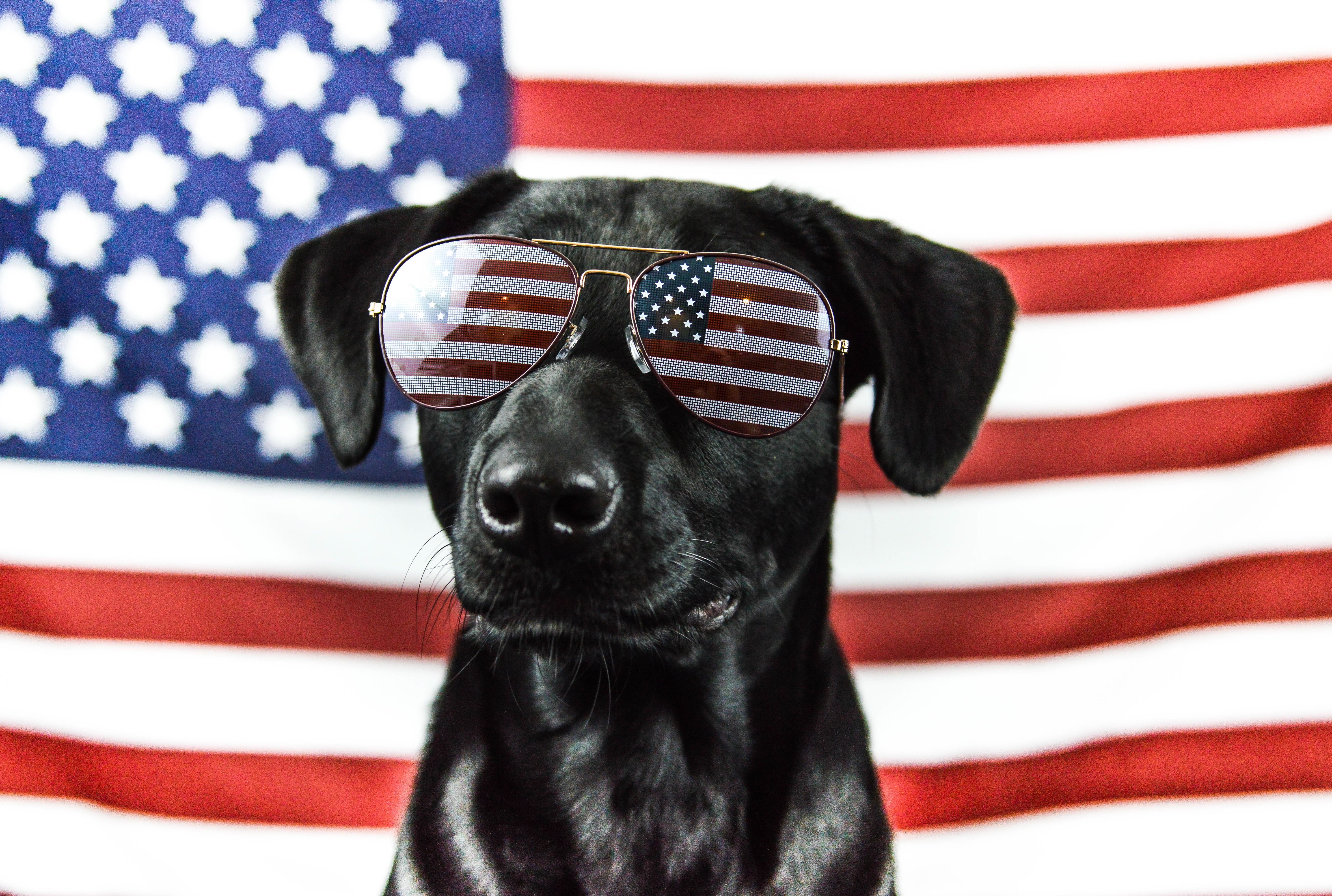 How To Keep Your Dog Calm On The Fourth Of July Mental Floss