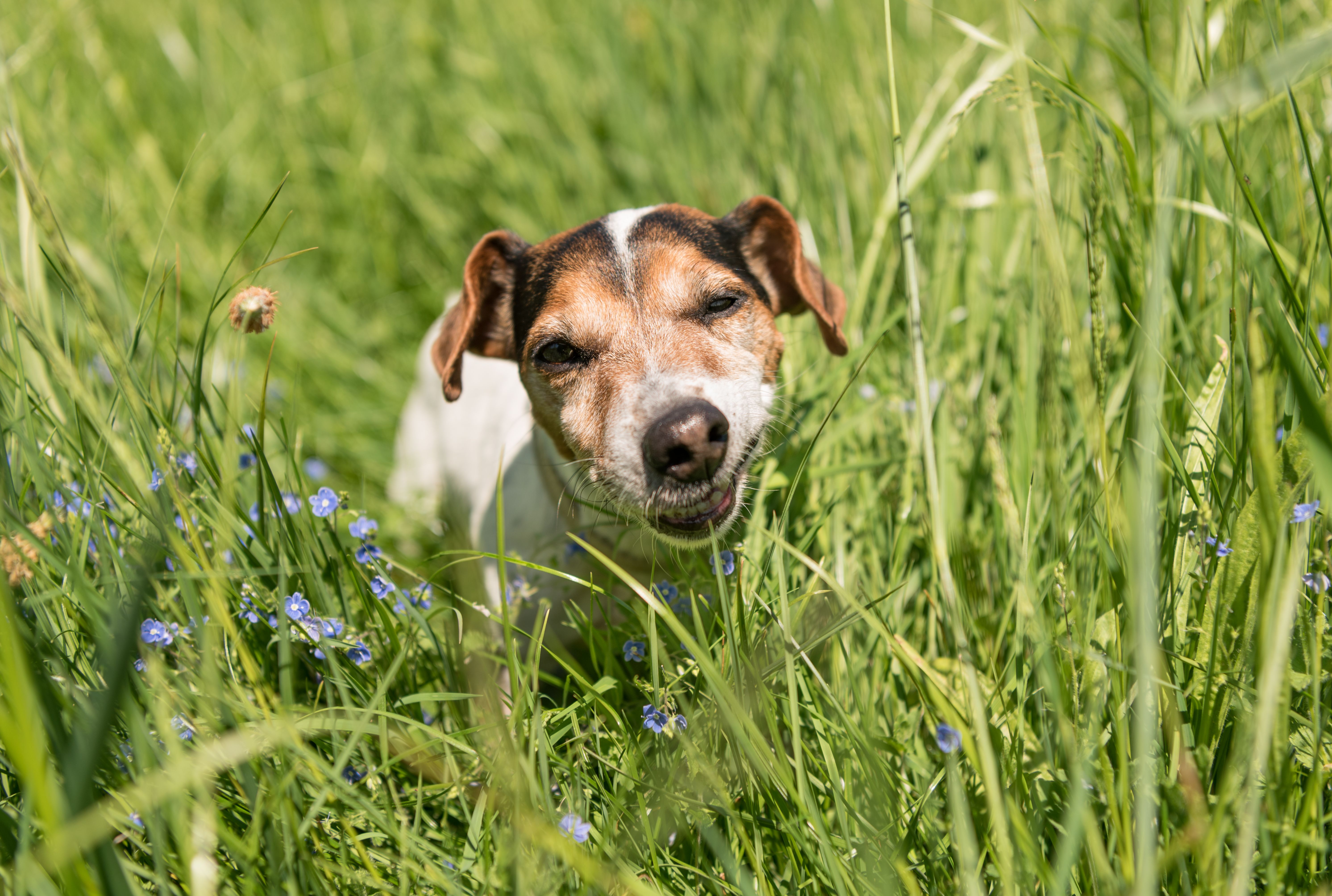 Why does my dog eat grass to make himself vomit