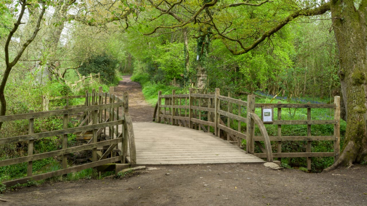 'Winnie the Pooh' Forest Catches Fire