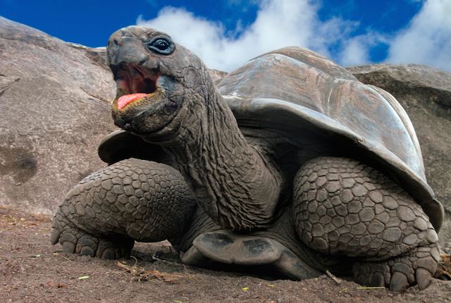Why Do Giant Tortoises Live So Long Mental Floss