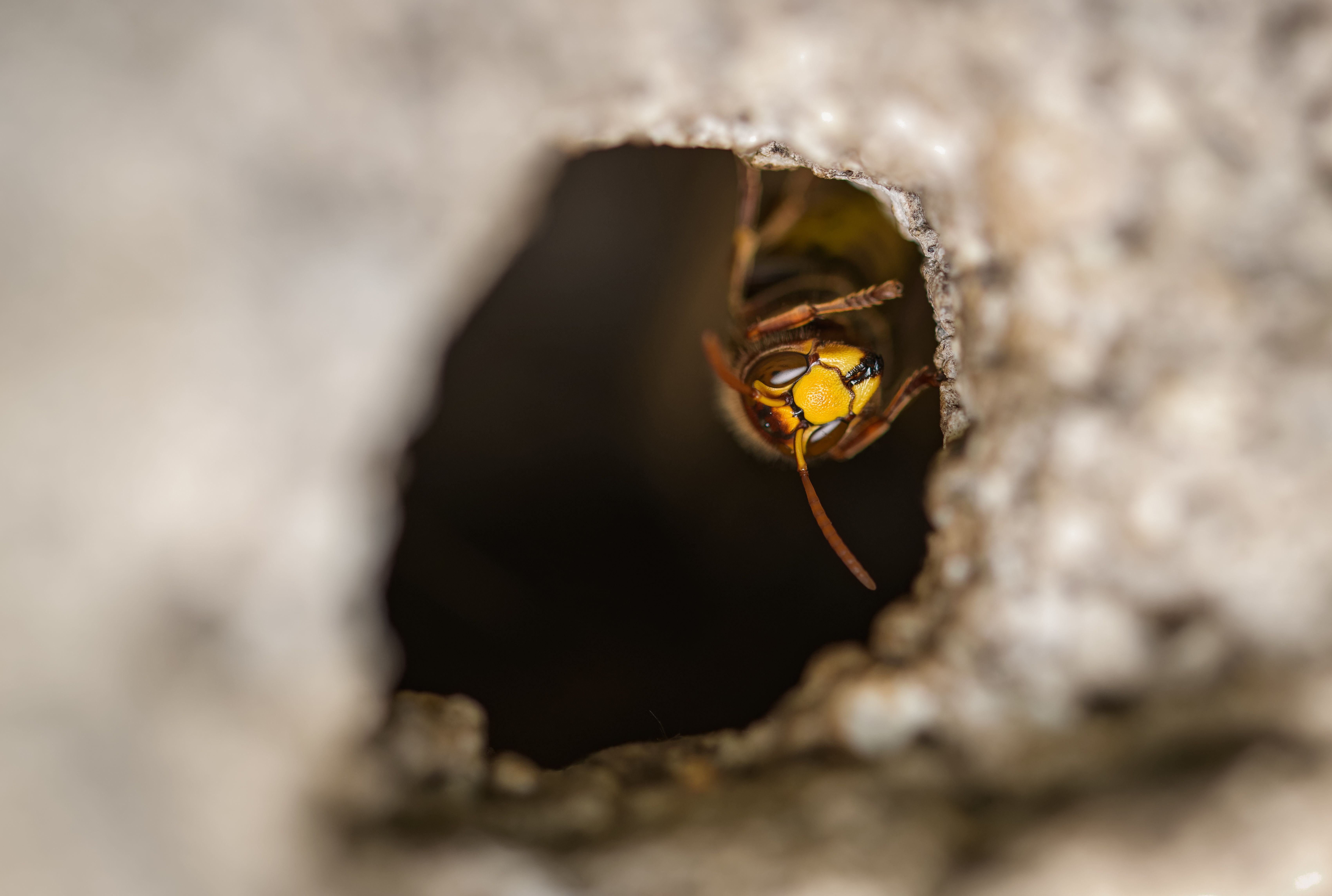Wasps Are Living Through Winter And Building Super Nests In Alabama Mental Floss