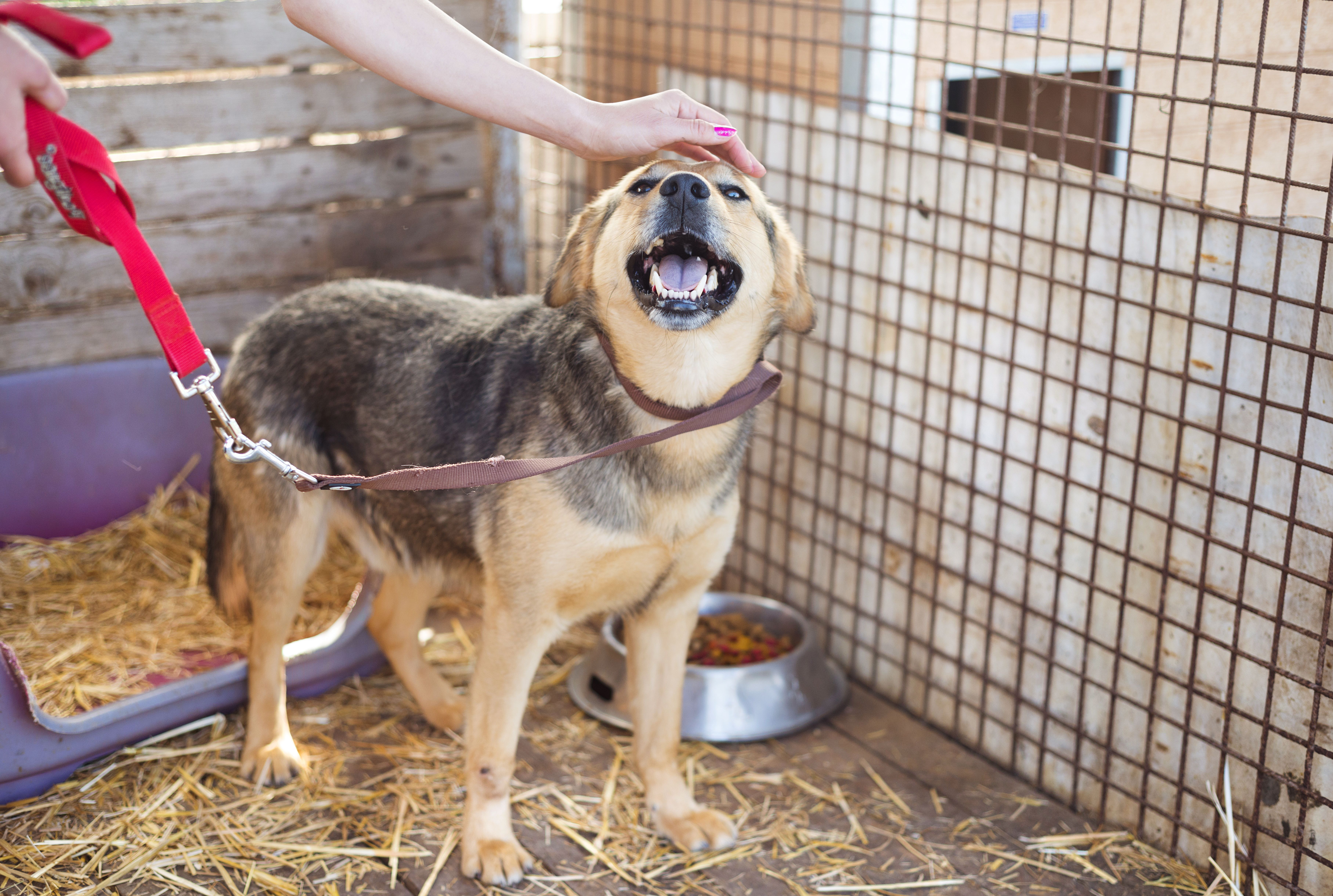5 Ways You Can Support Your Local Animal Shelters Mental Floss