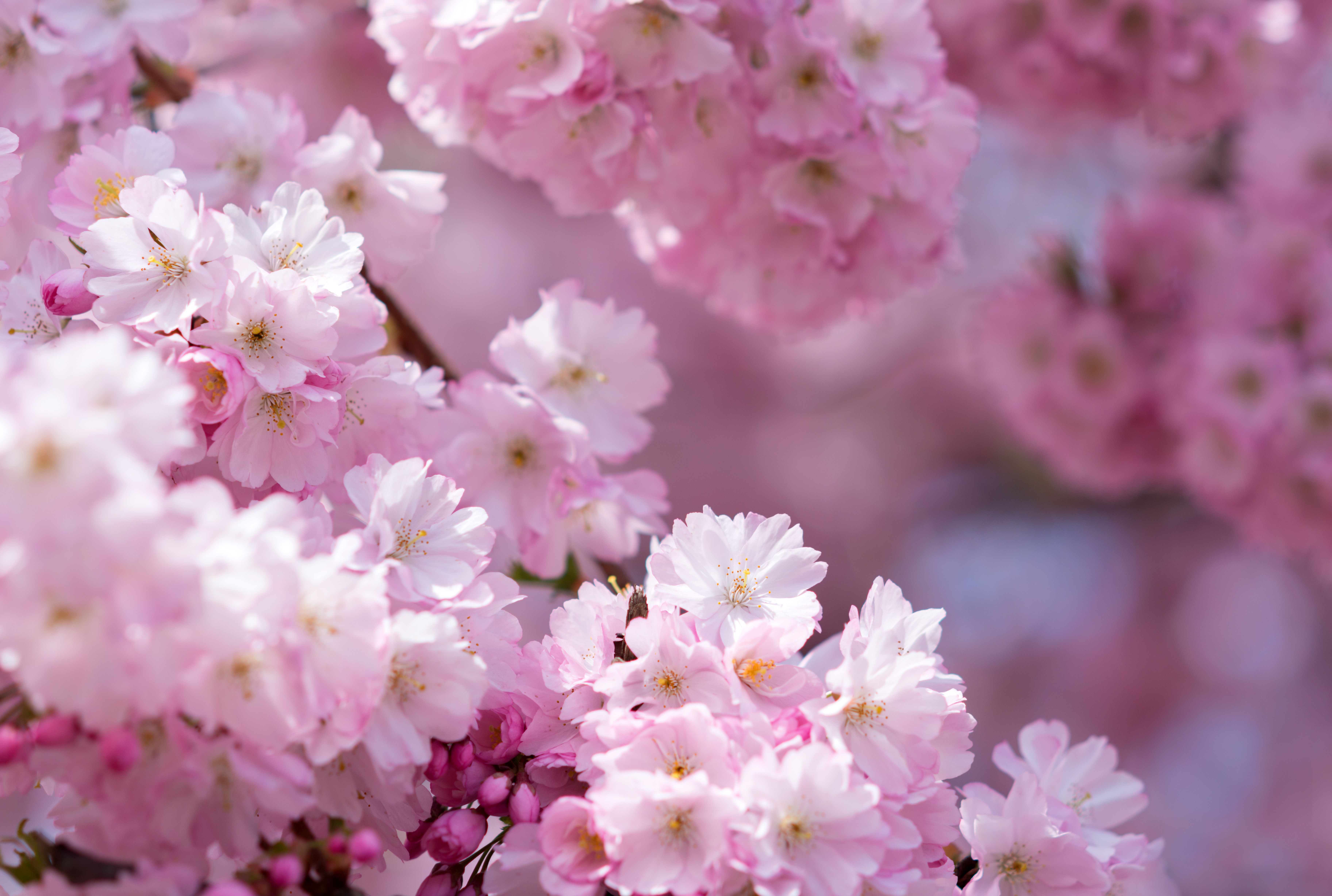 Legoland Japan Breaks Record With Cherry Blossom Tree Made From