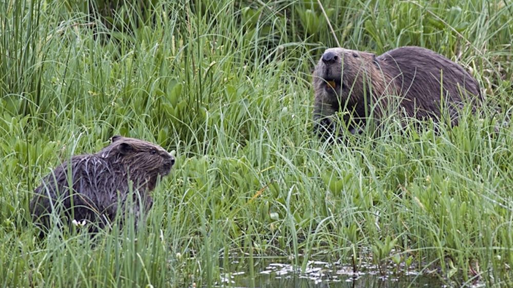 Beavers in England Mental Floss