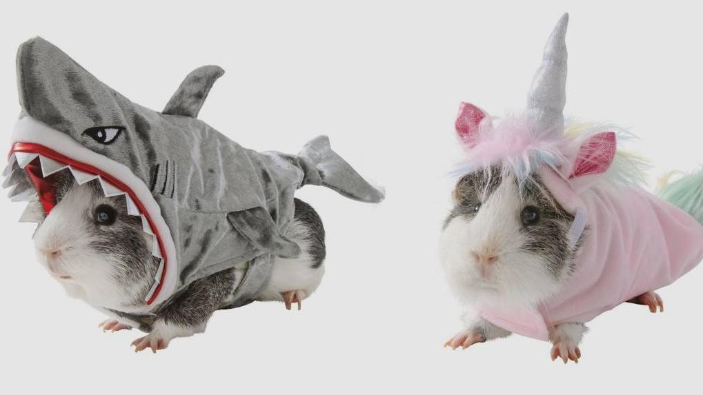 PetSmart Is Selling Guinea Pig Costumes for Halloween ...
