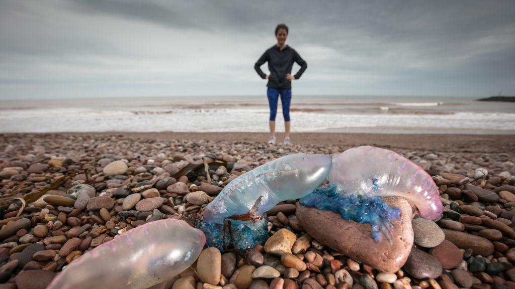 Does Peeing On A Jellyfish Sting Actually Help Mental Floss