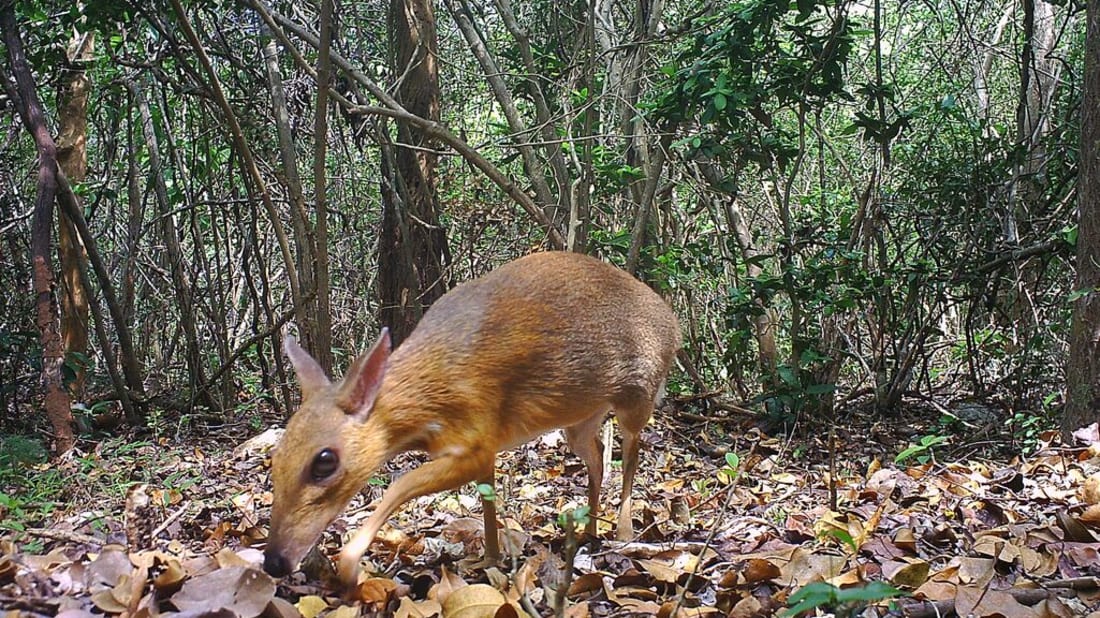 Global Wildlife Conservation