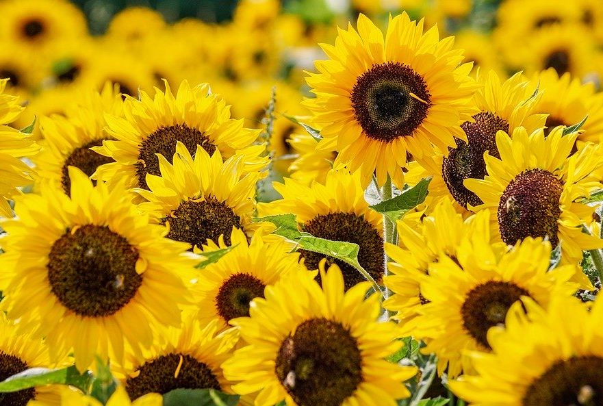 Easy-to-Grow Plants for First-Time Gardeners | Mental Floss Easy-to-Grow Plants for First-Time Gardeners | Mental Floss