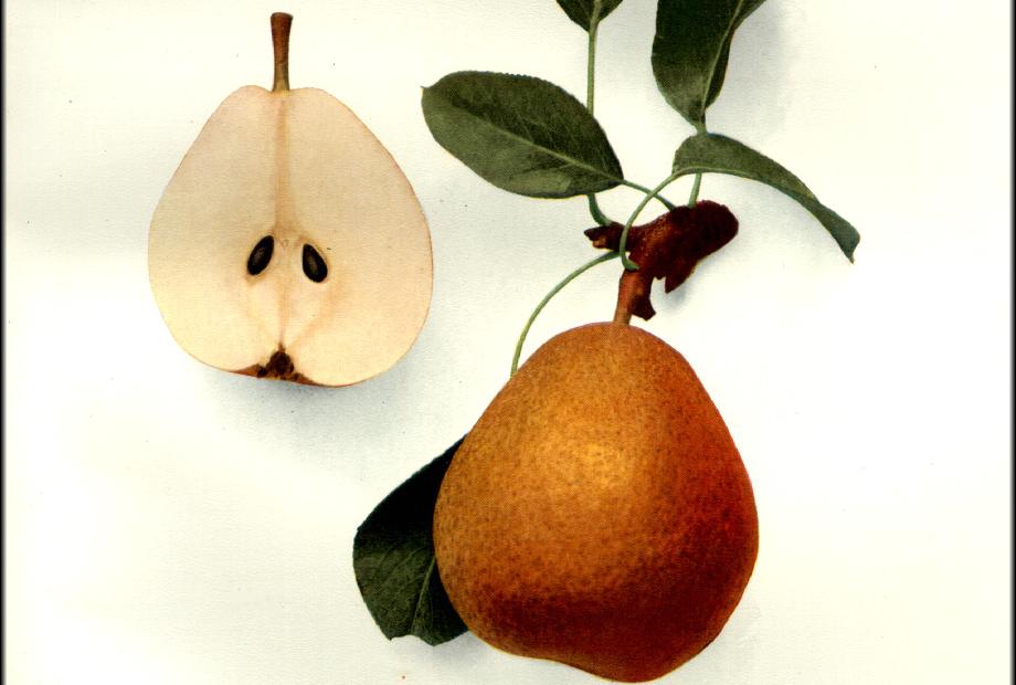 11 Extinct Foods From History - Vimarsana News