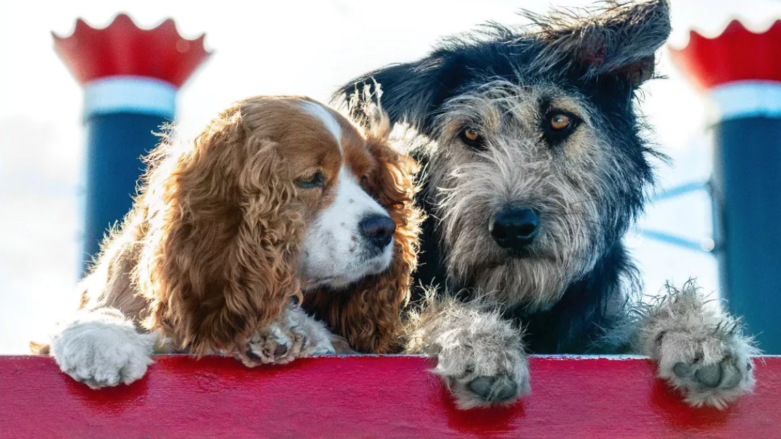 Disney's Lady and the Tramp Remake Will Star a Mixed-Breed Rescue Dog Named Monte