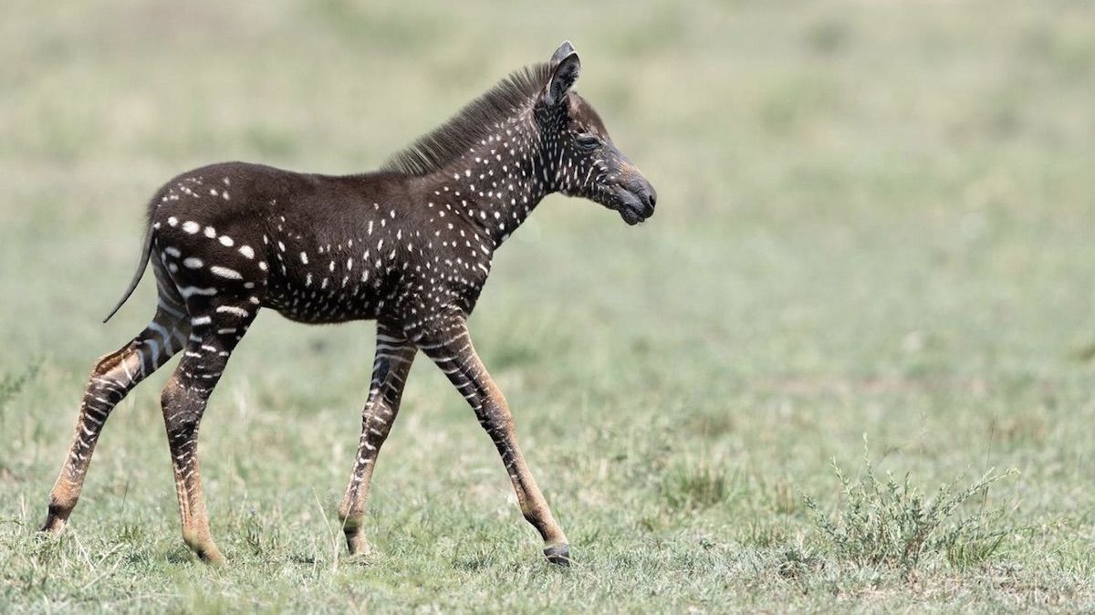 Photographer Captures Polka-Dotted Zebra Foal in Kenya