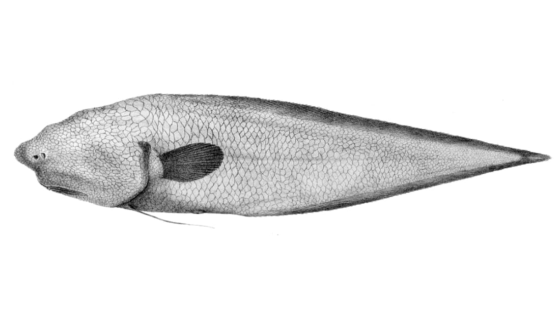 A black-and-white image of a newly discovered faceless fish.