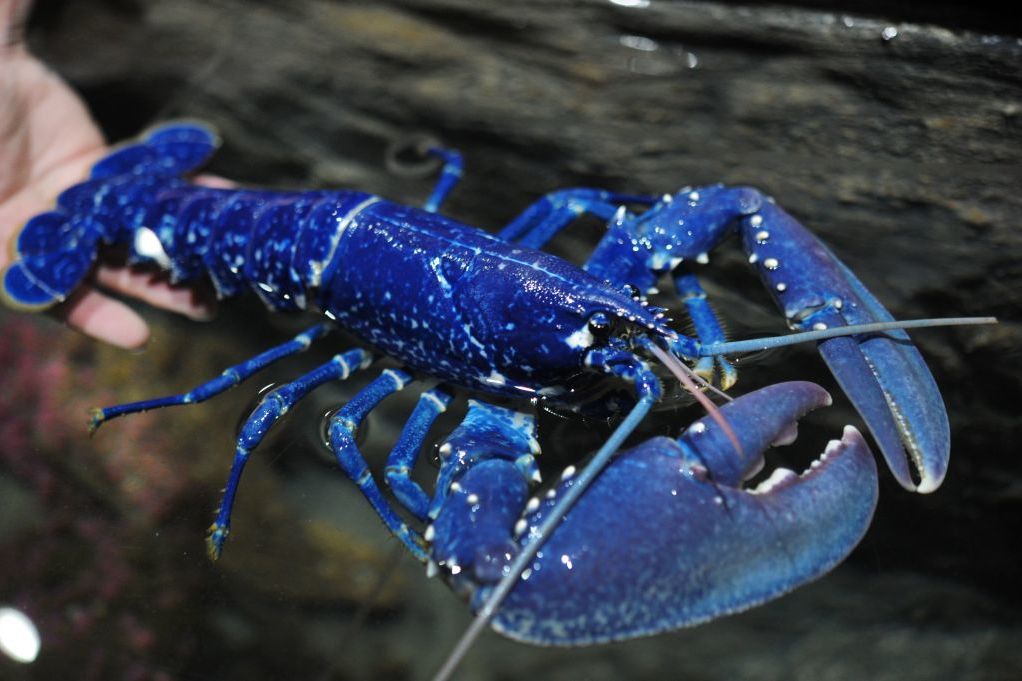 Fisherman Catches Rare Blue Lobster Donates It To Science Mental Floss