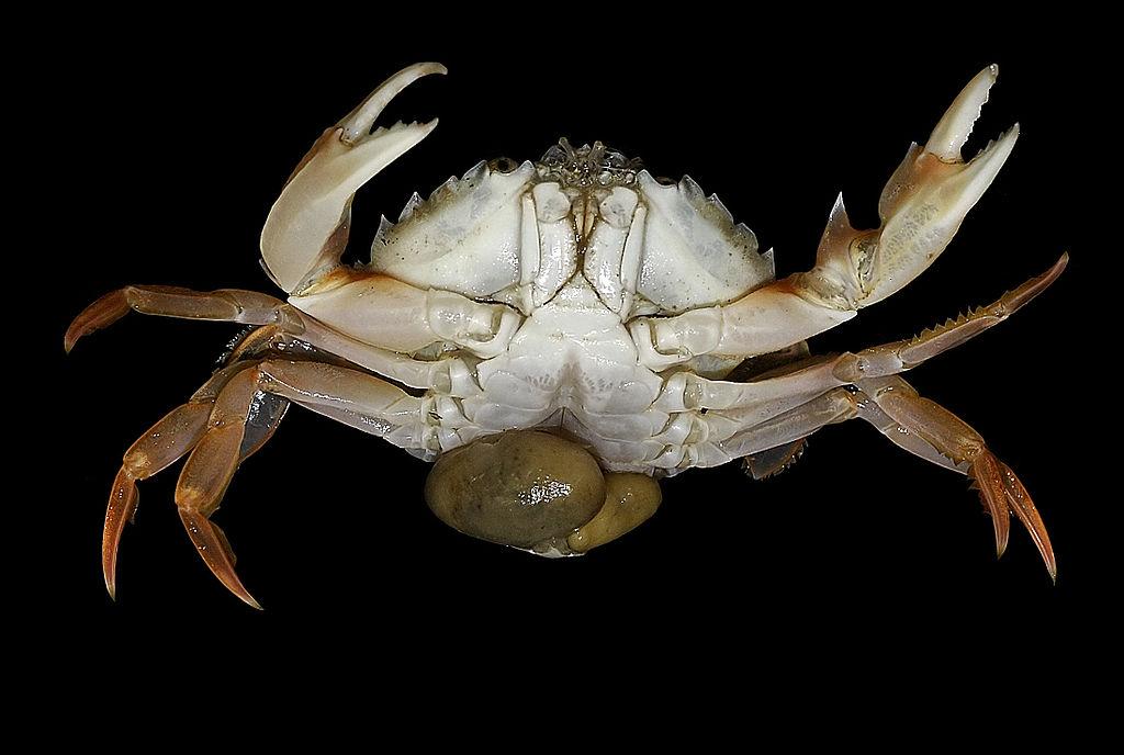 11 Body-Snatching Parasites - Vimarsana News