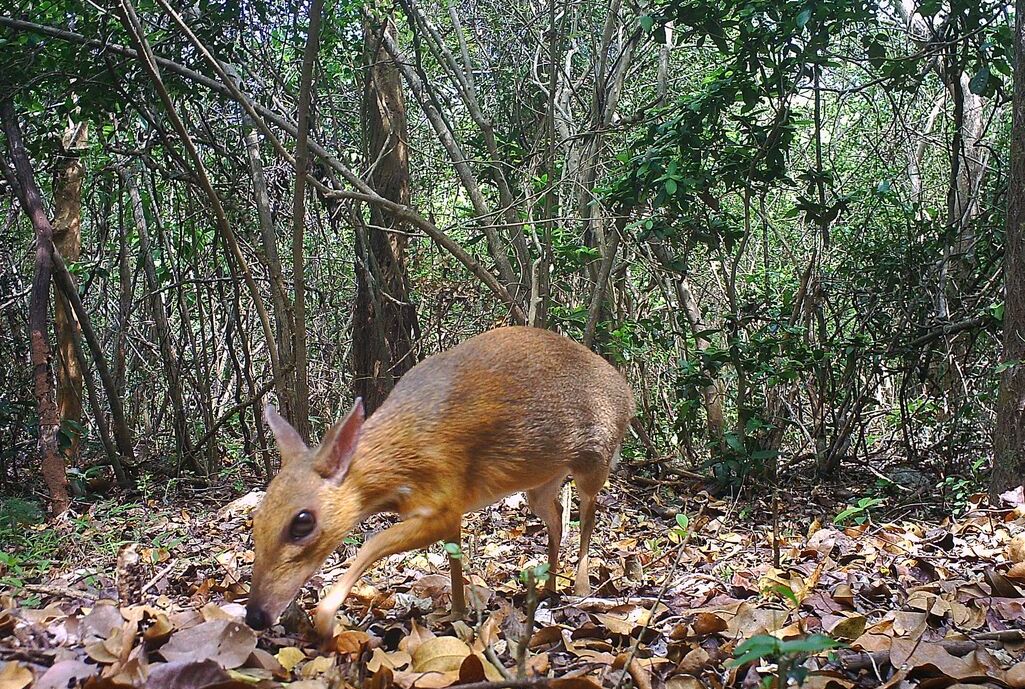 'Lost Species' of Tiny, Rabbit-Sized Deer Photographed in Vietnam for the First Time in 30 Years