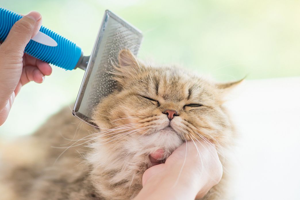 cat groomers for difficult cats