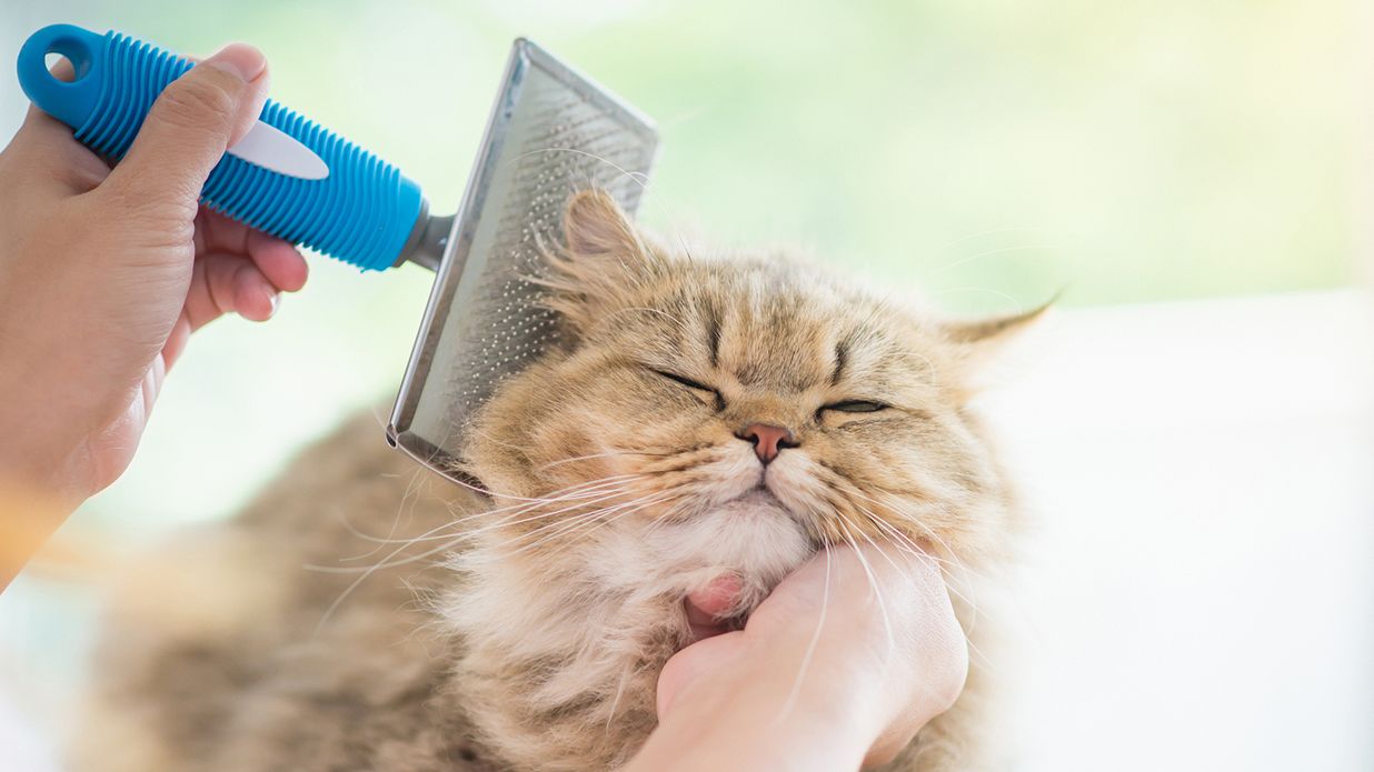 mobile groomer for cats